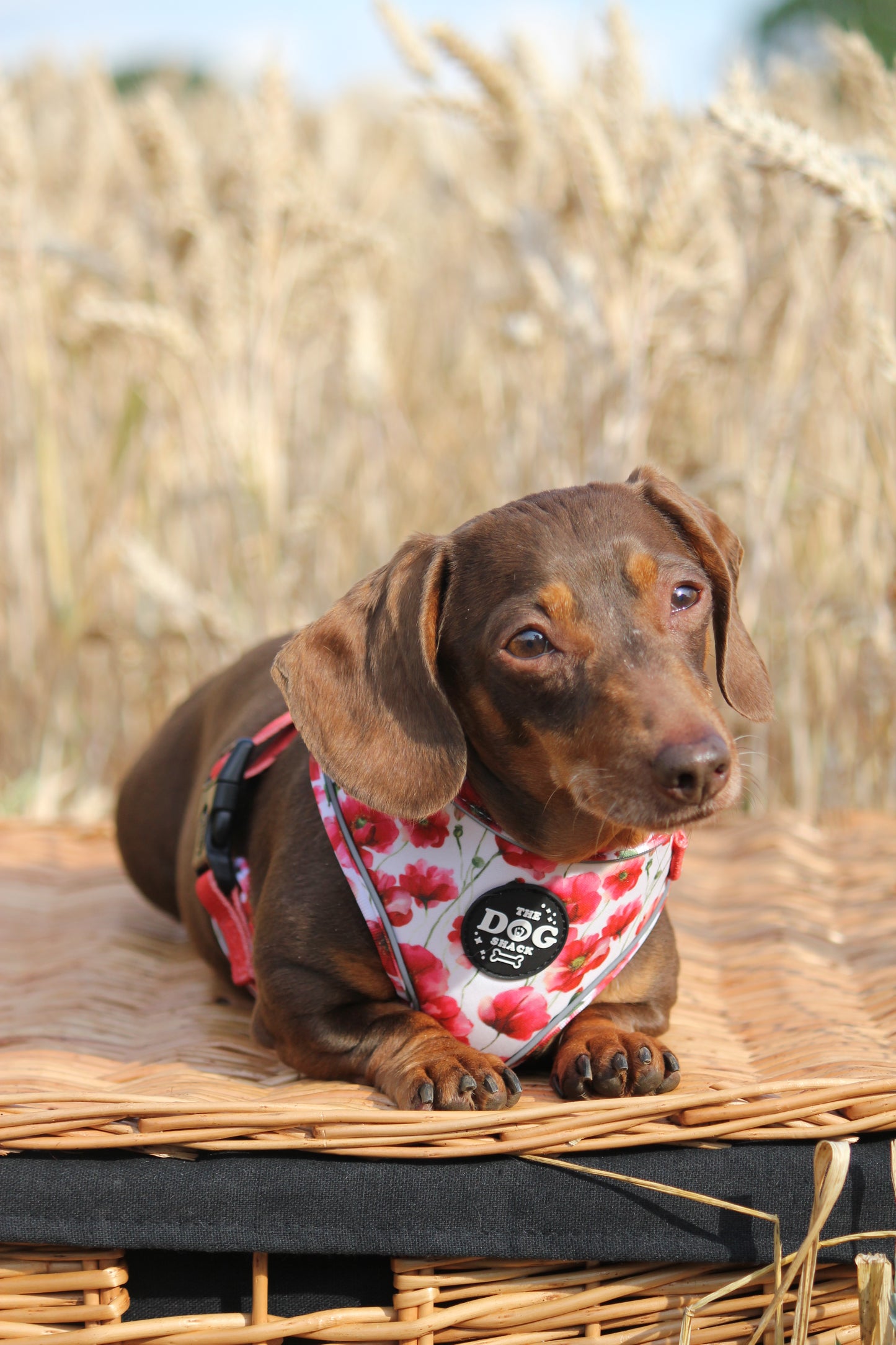 Adjustable  3 clip harness - Poppies SIZE XL
