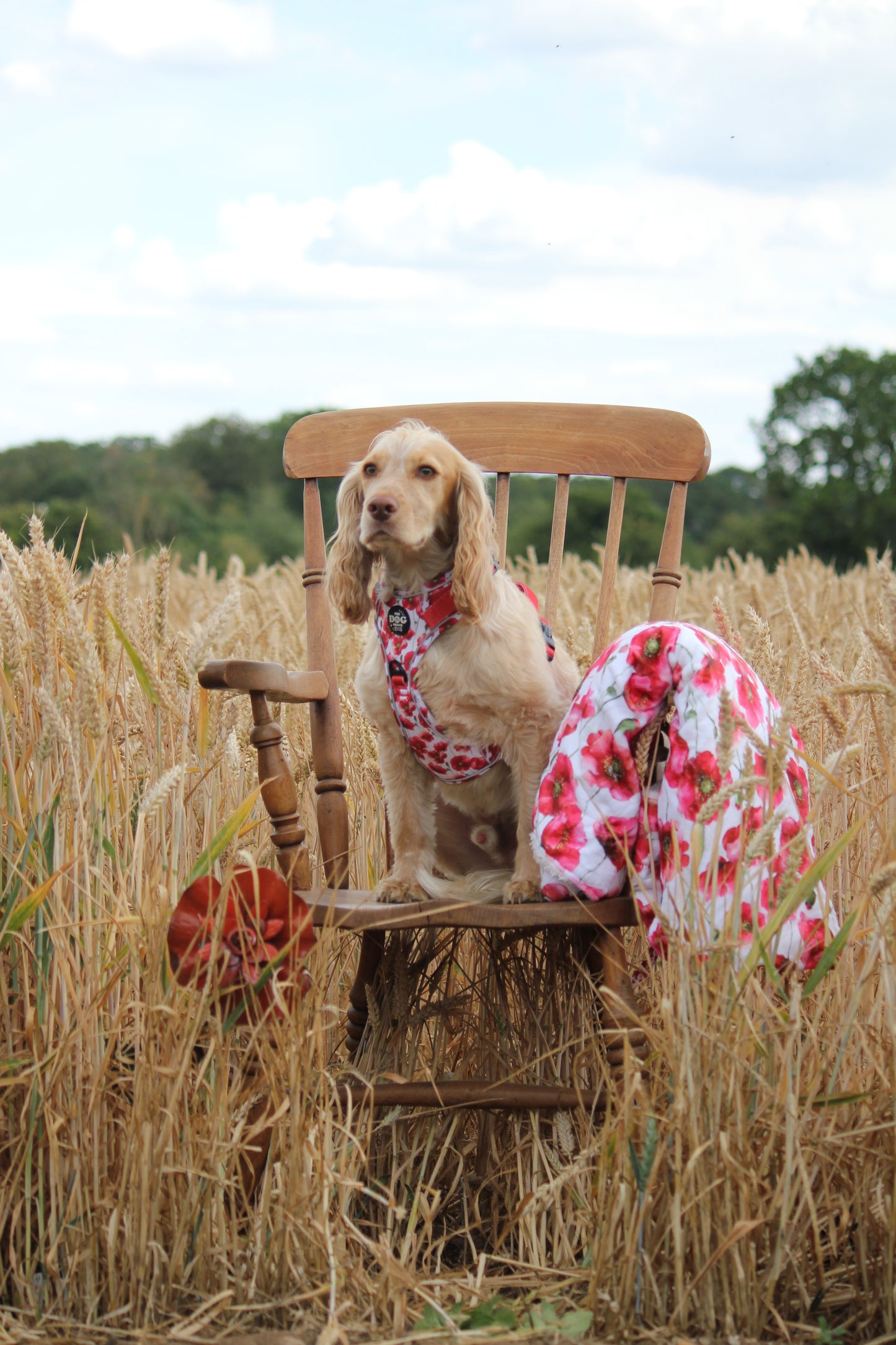 Adjustable 1 Clip & 3 clip harness - Poppies