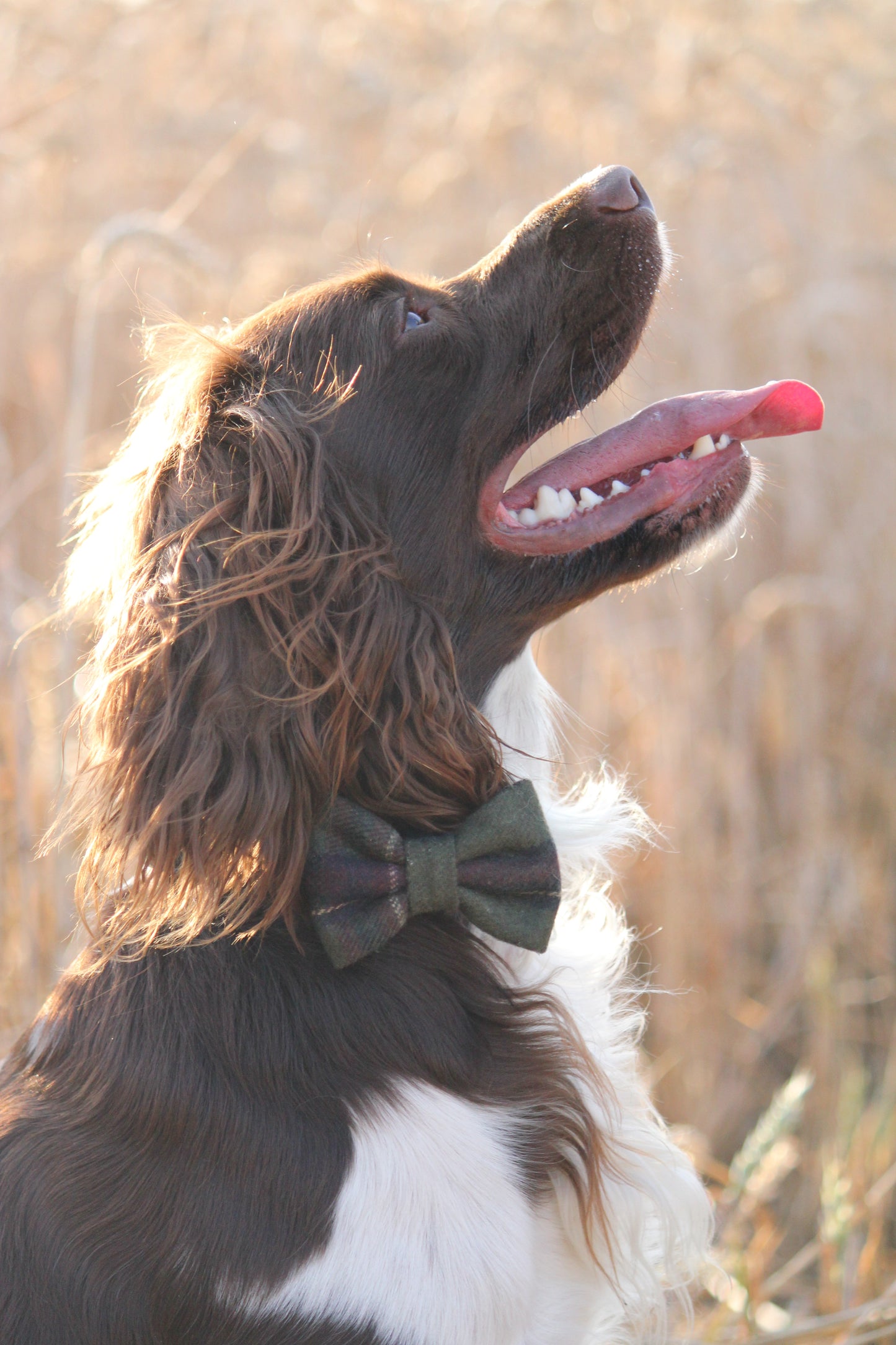 Bow Tie  - Green Tweed