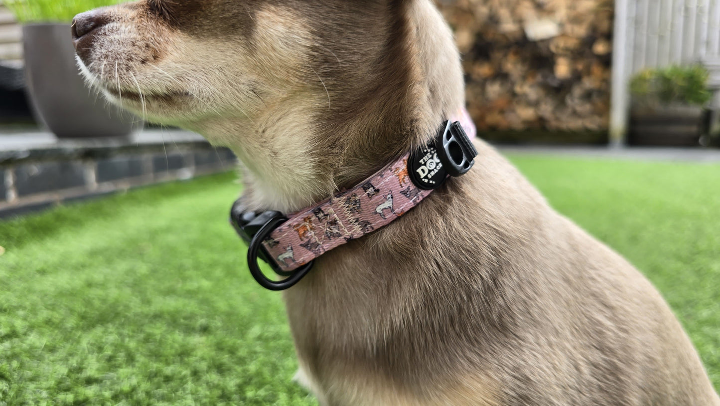 Adjustable Break Away  Collar - Lola & Friends - Chihuahua Collection