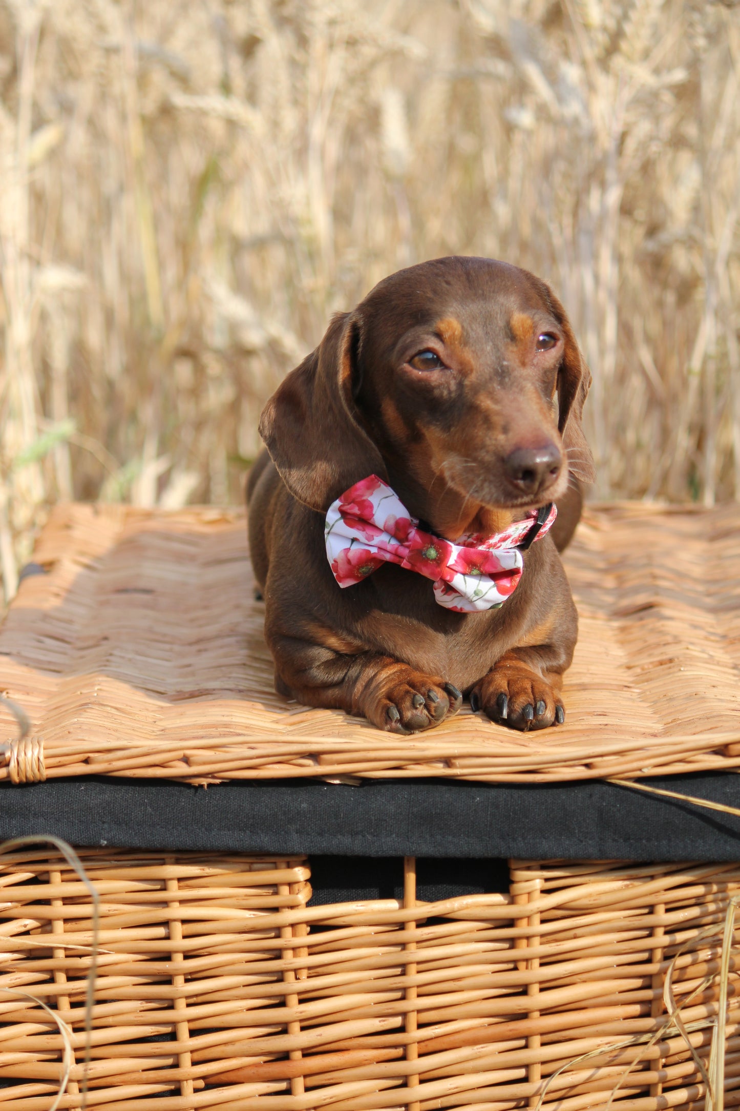 Bow Tie  - Poppies