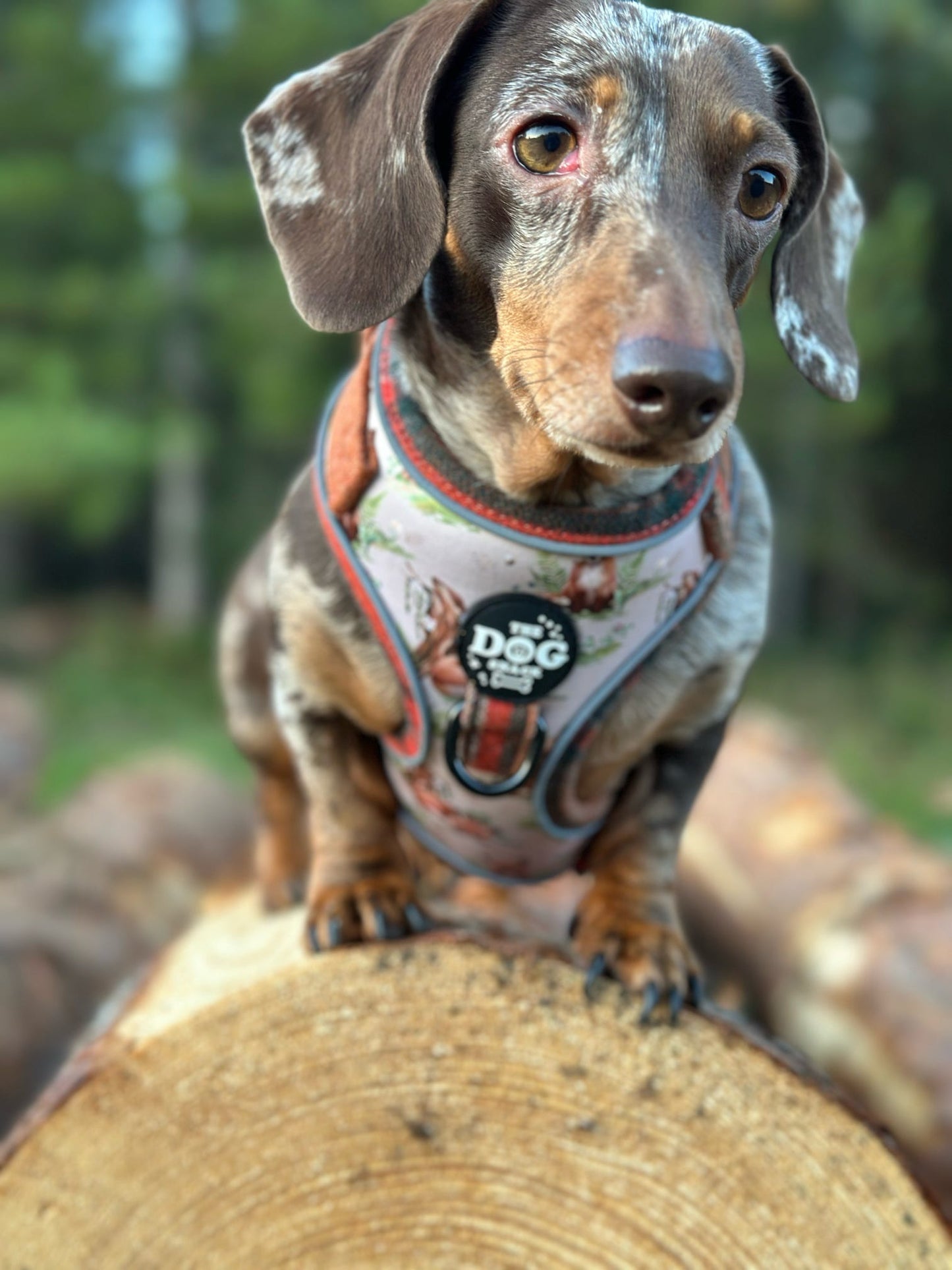 Adjustable 1 Clip & 3 clip harness - orange tweed x Fern Fox