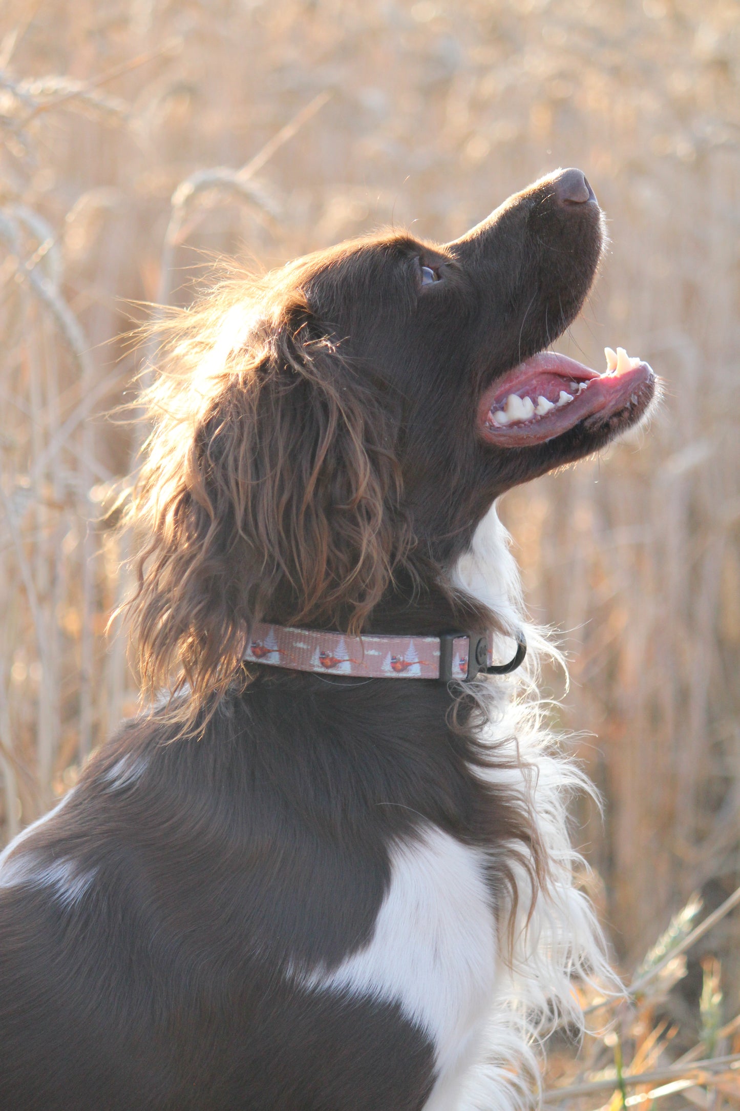 Collar - Pheasant