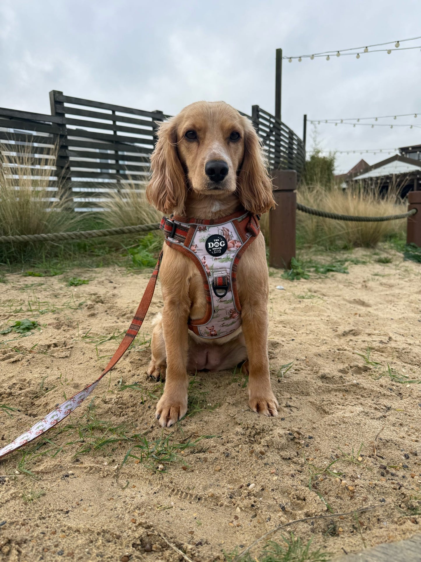 Adjustable 1 Clip & 3 clip harness - orange tweed x Fern Fox