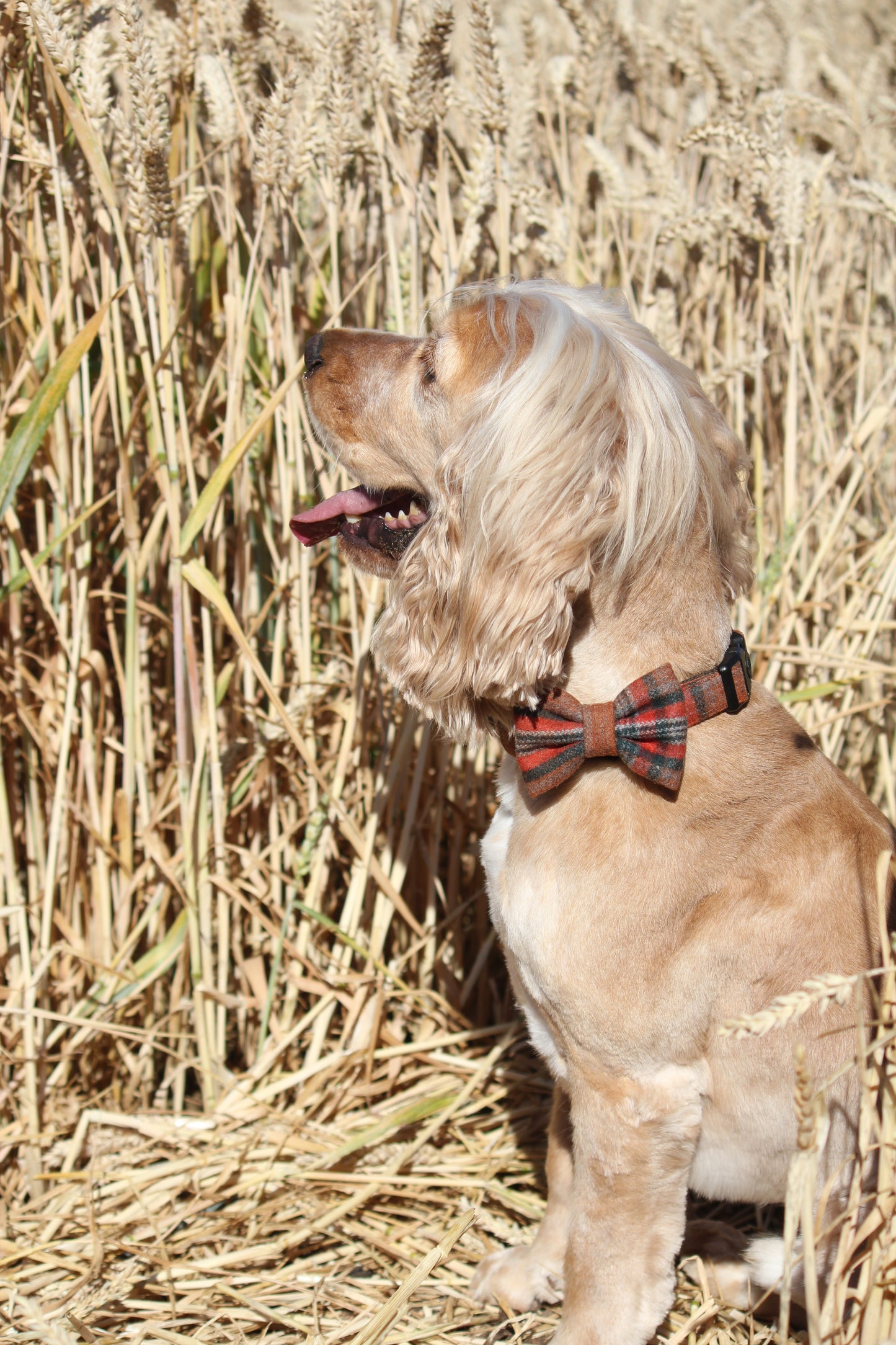Bow Tie  - Orange Tweed