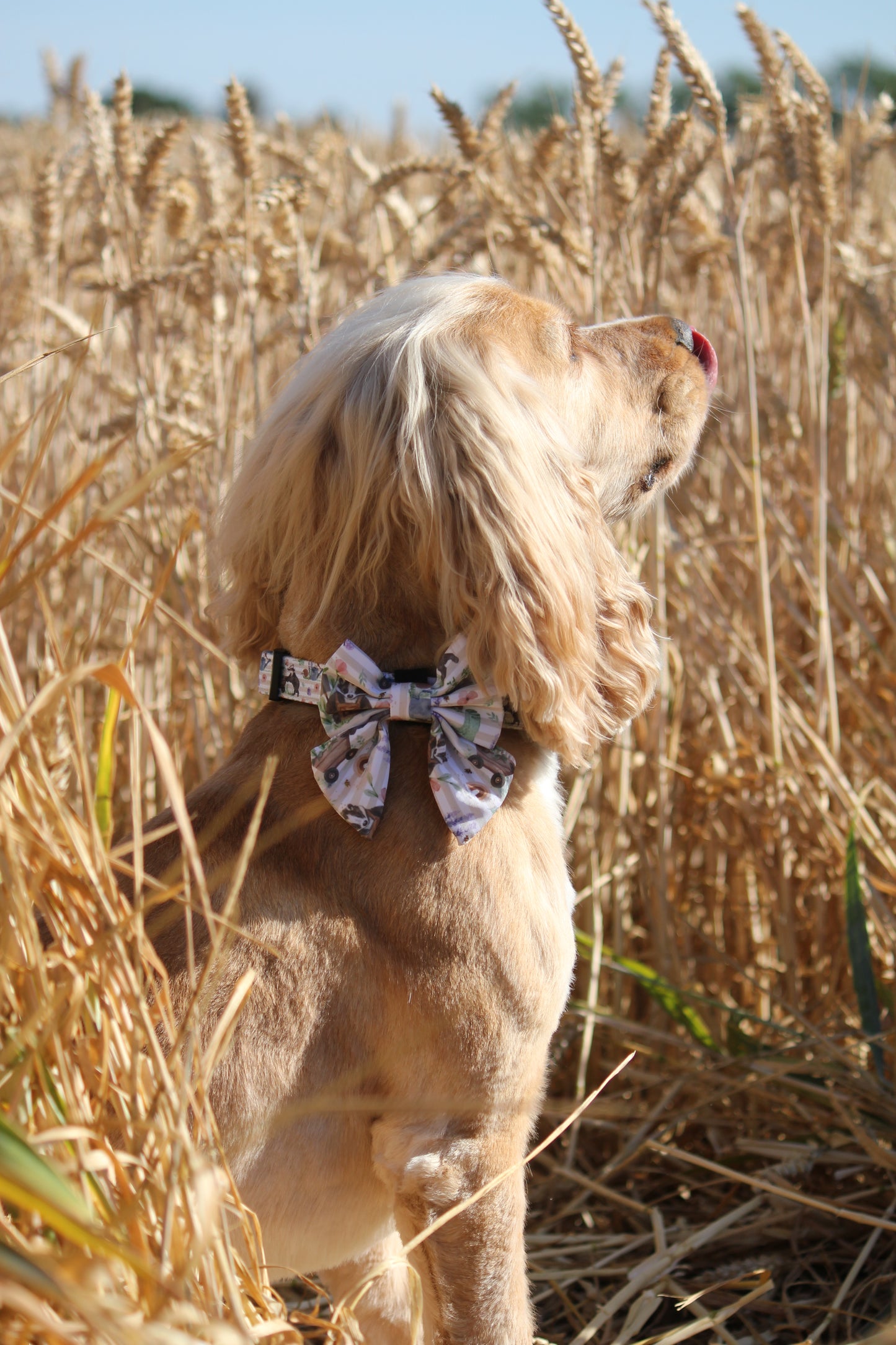 Sailor Bow Tie  - Badger & Friends