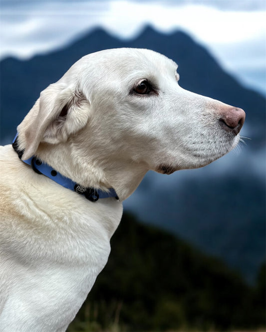 Waterproof Biothene Collar - Blue