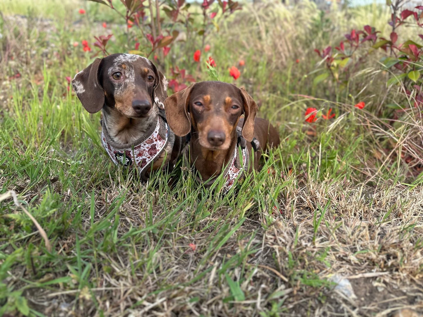 Adjustable 1 Clip & 3 harness - Brown Tweed x Highland Cow