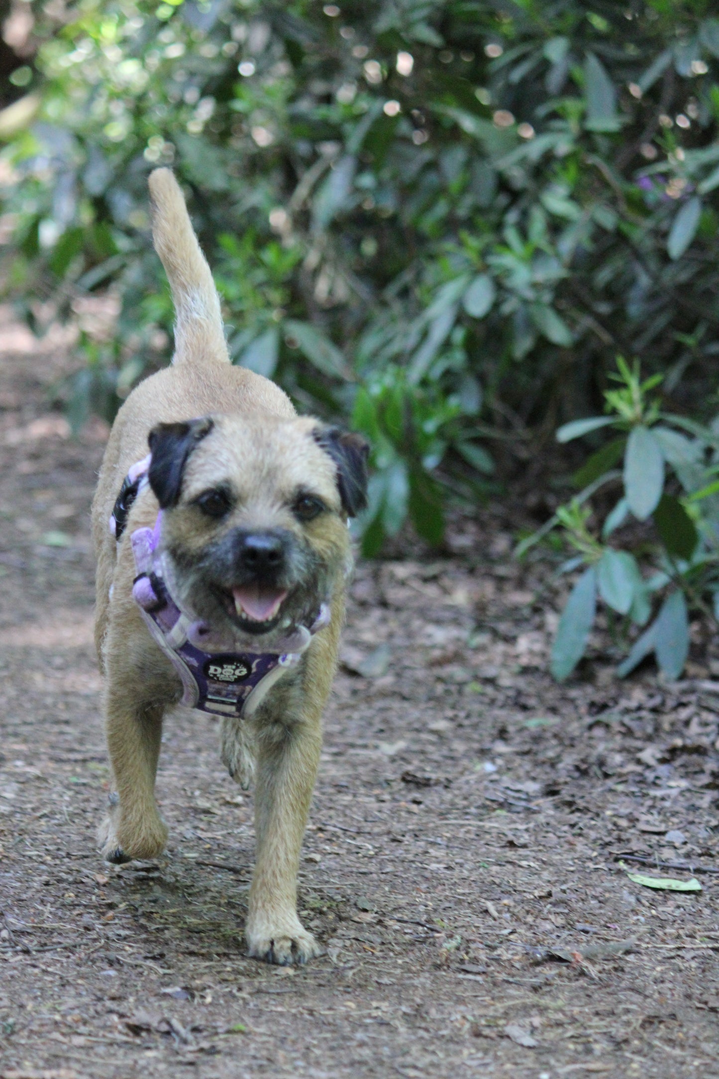 Adjustable 3 clip harness - Lavender Countryside