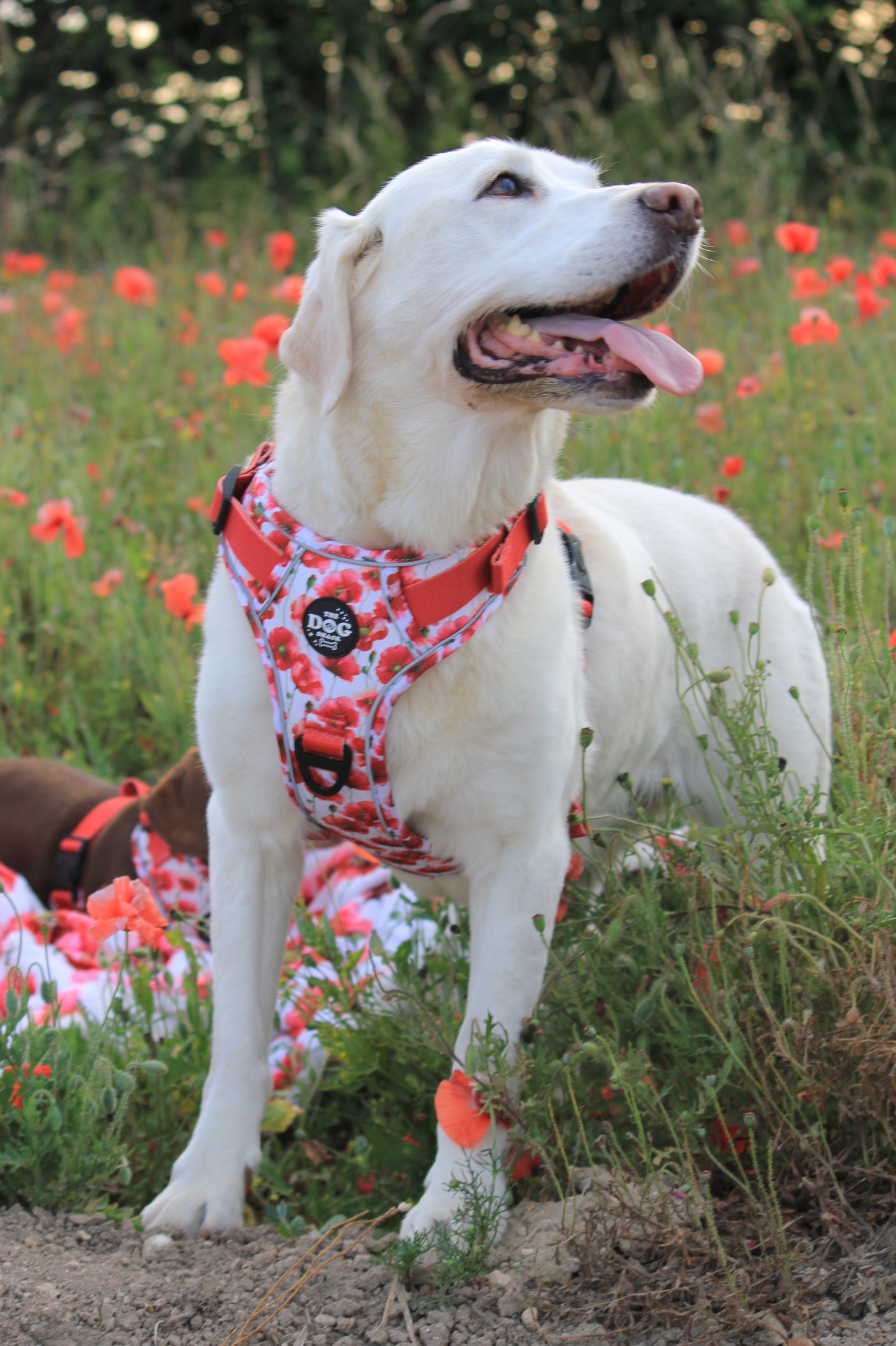 Adjustable 1 Clip & 3 clip harness - Poppies