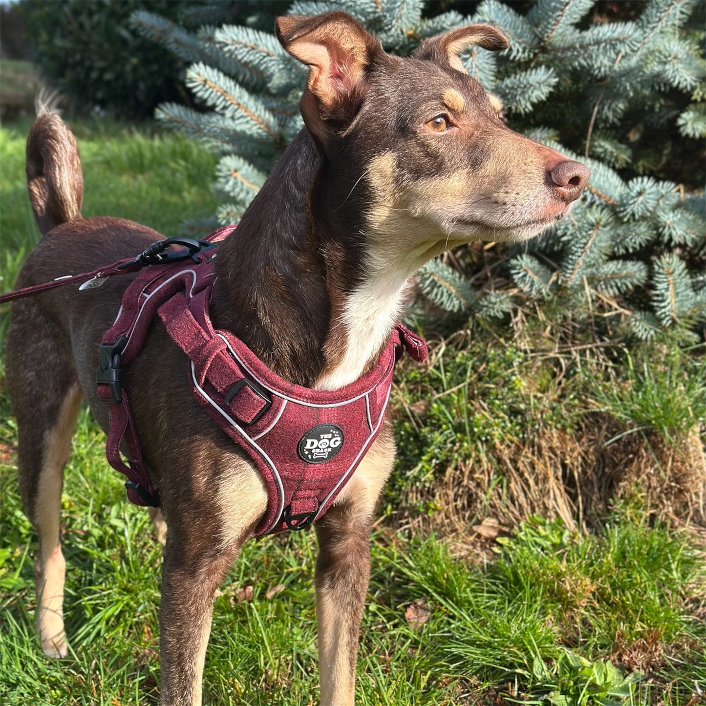 Adjustable 1 Clip & 3 clip harness - Red Tweed