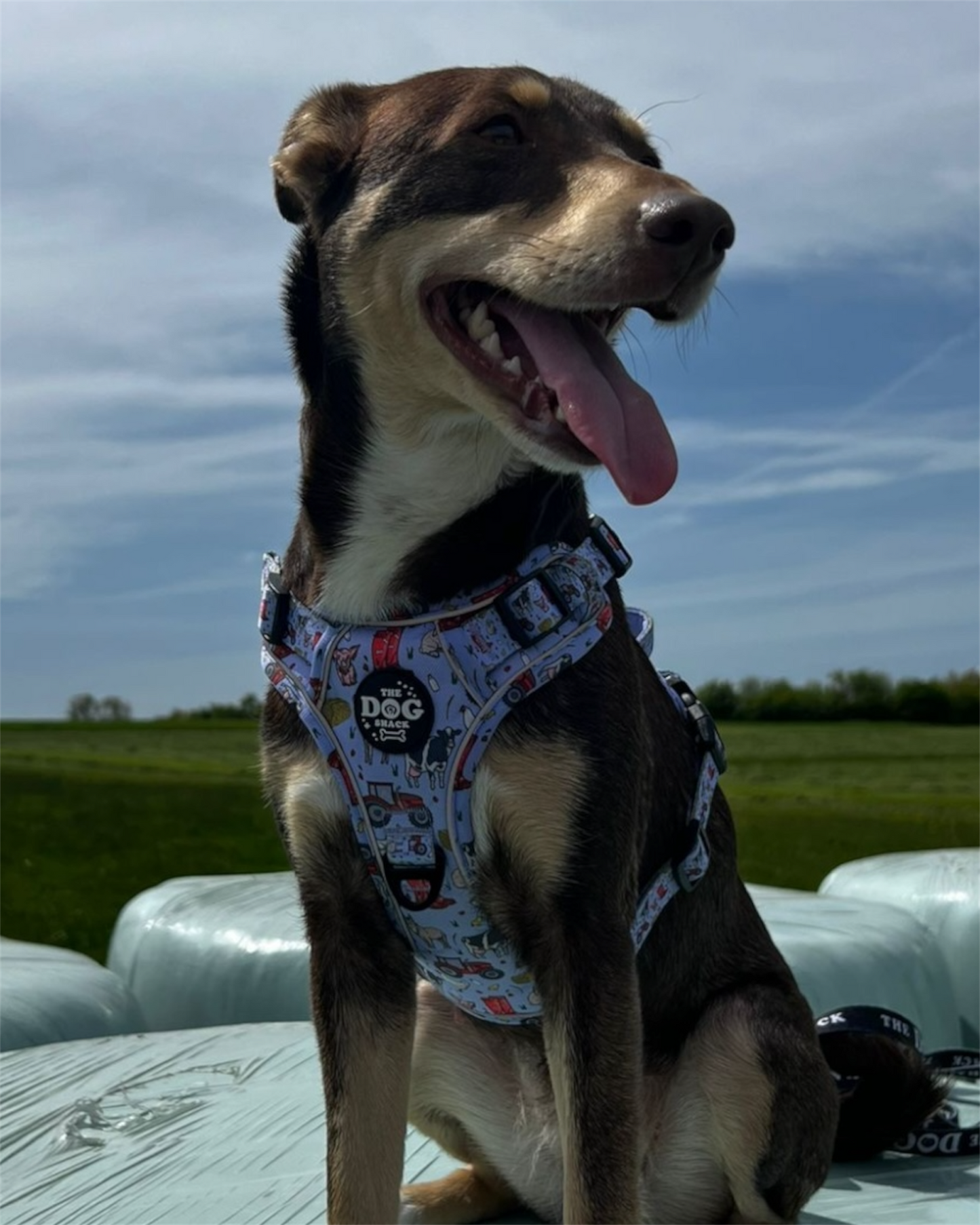 Adjustable 1 Clip & 3 harness - Freddie's Farm