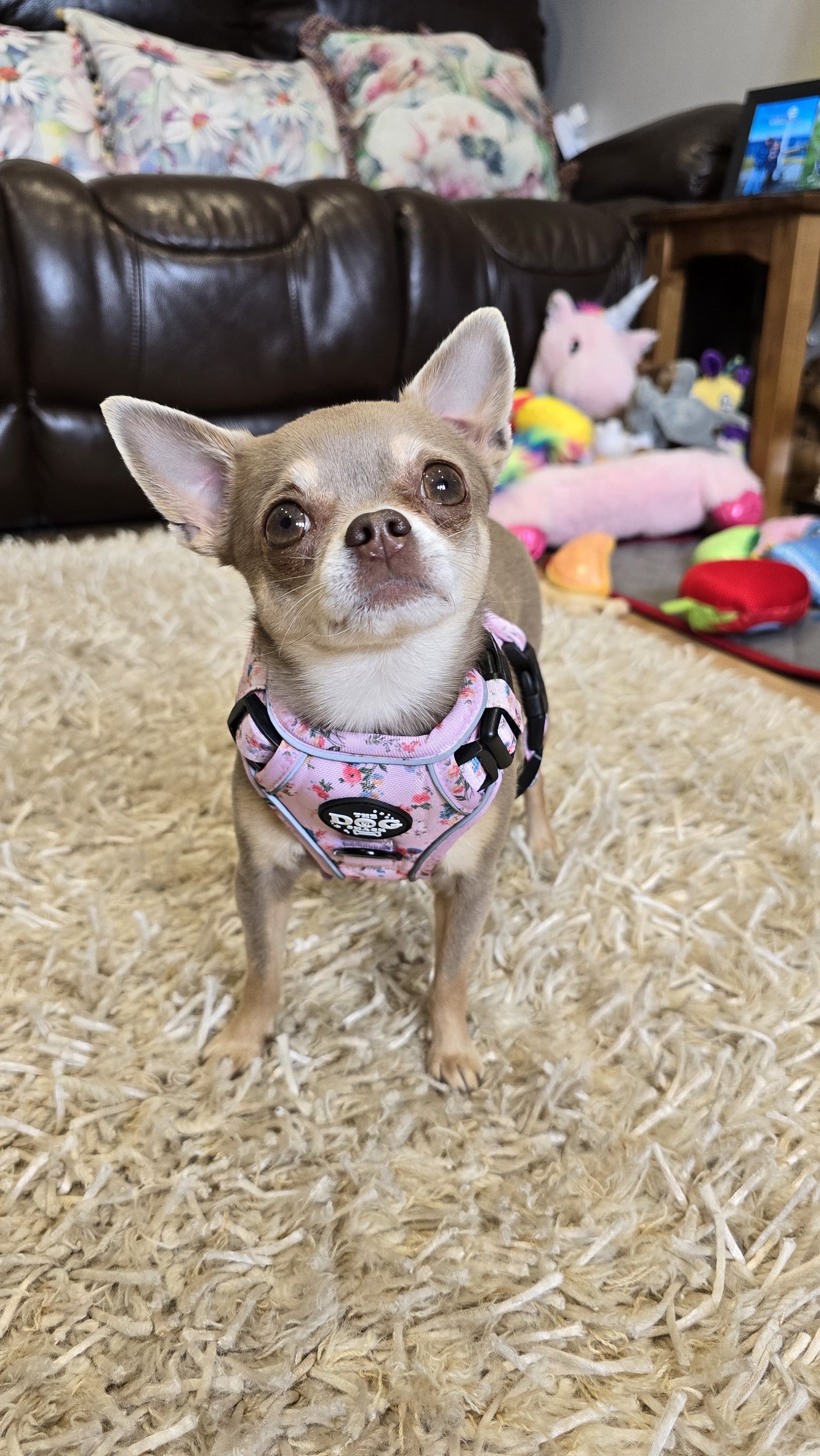 Adjustable 1 Clip & 3 Clip Harness  - Matildas Garden