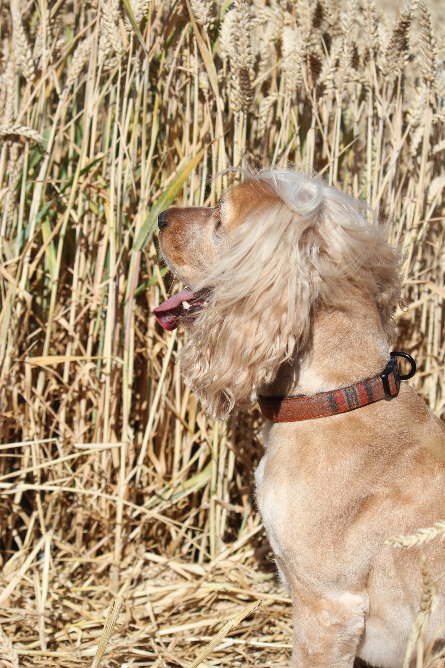Collar - Orange Tweed