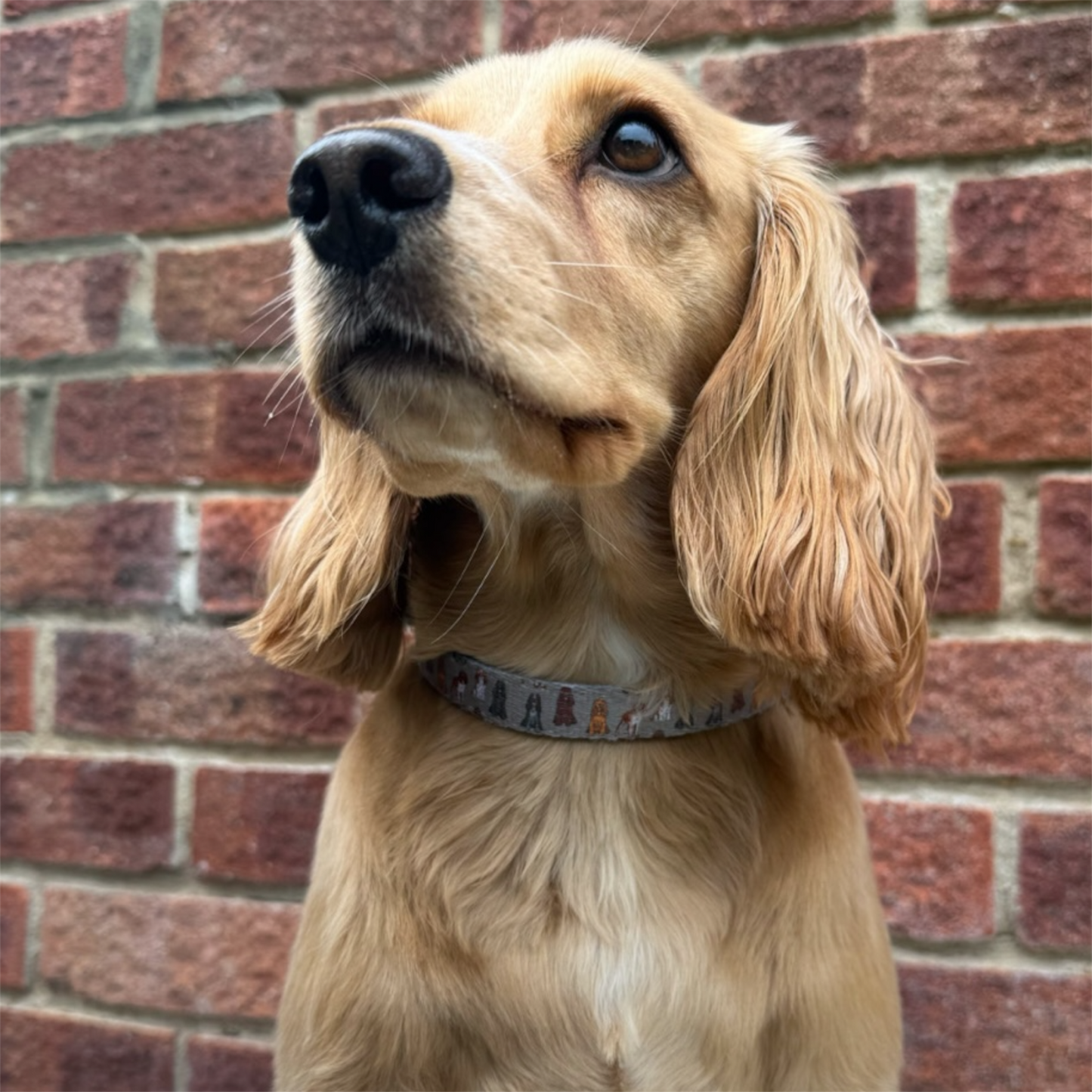 Collar - Spaniel
