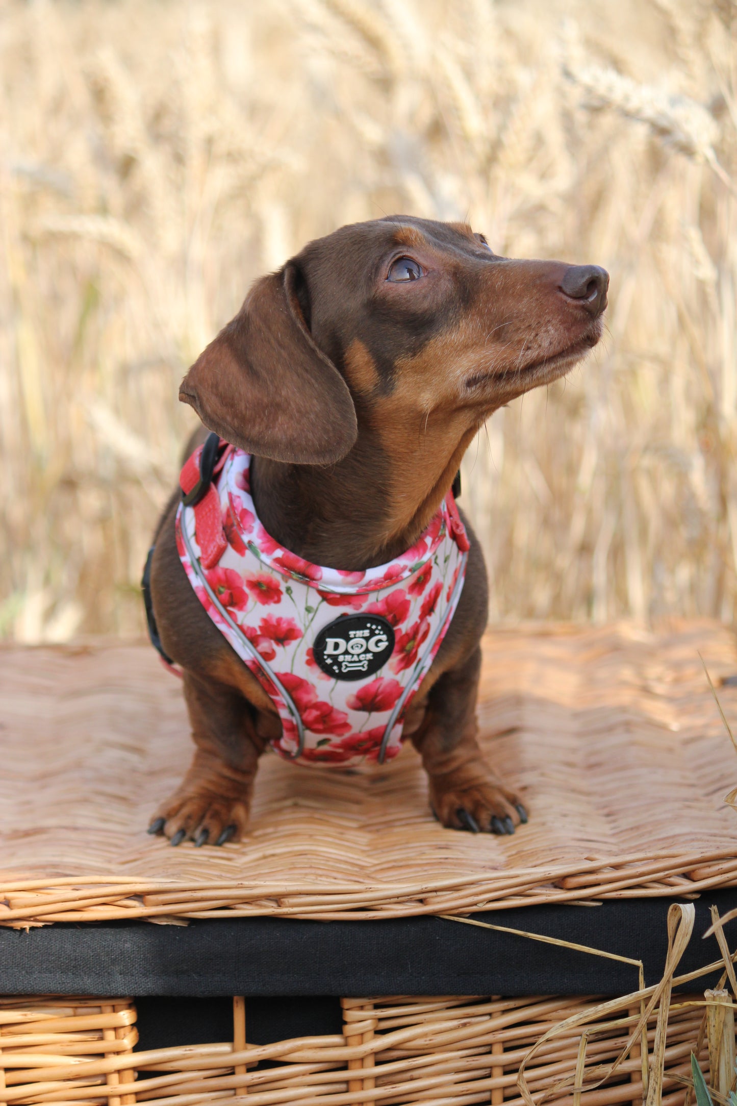 Adjustable  3 clip harness - Poppies SIZE XL