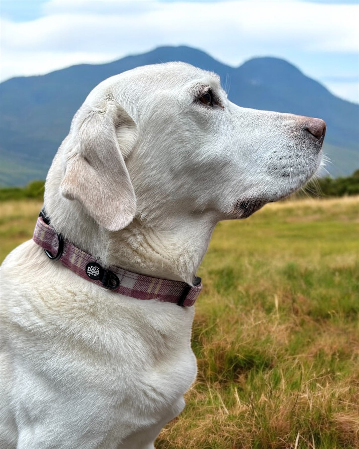 Collar - Raspberry Tweed