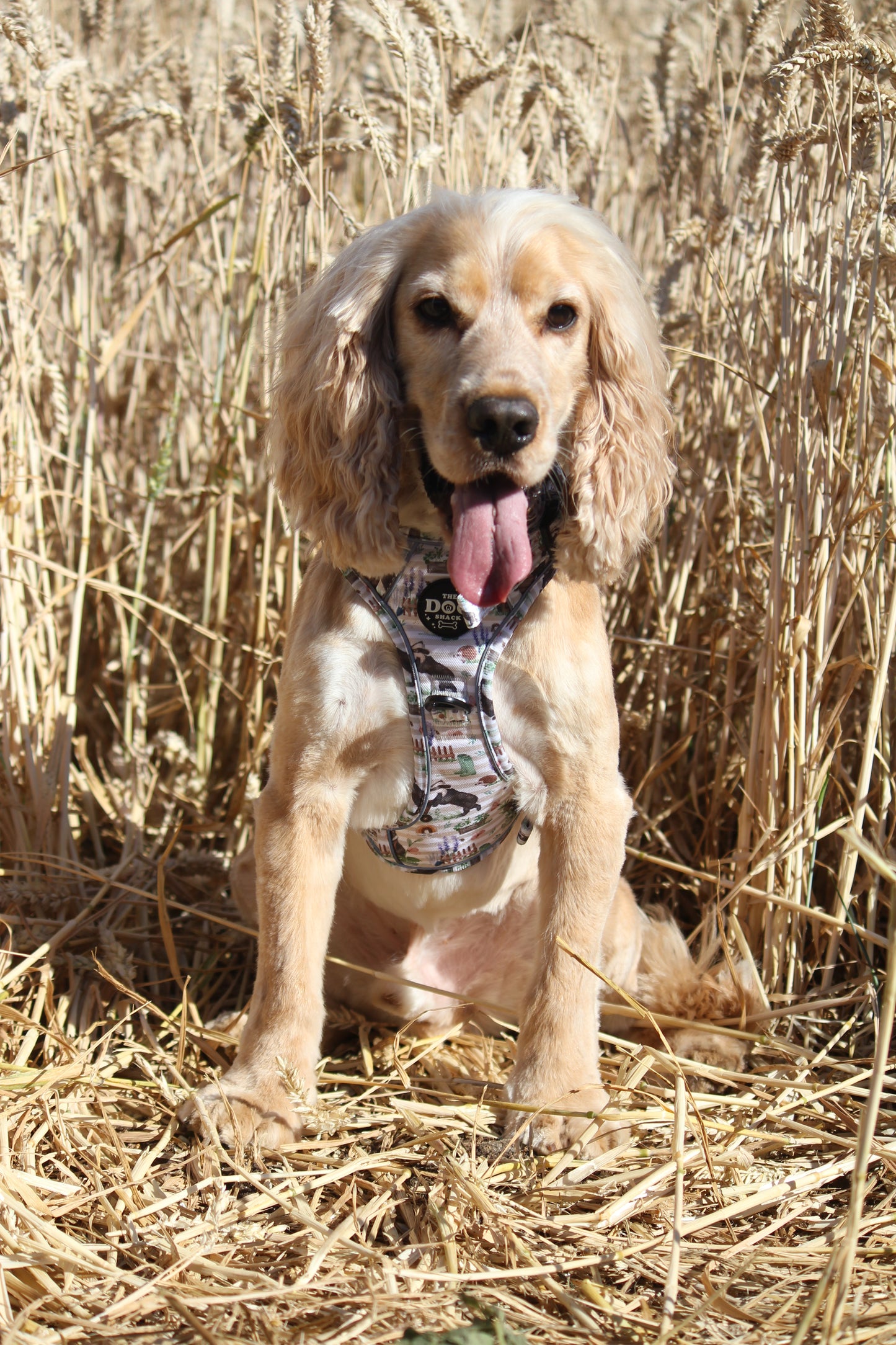 Adjustable 1 Clip &  3 clip harness - Badger & Friends