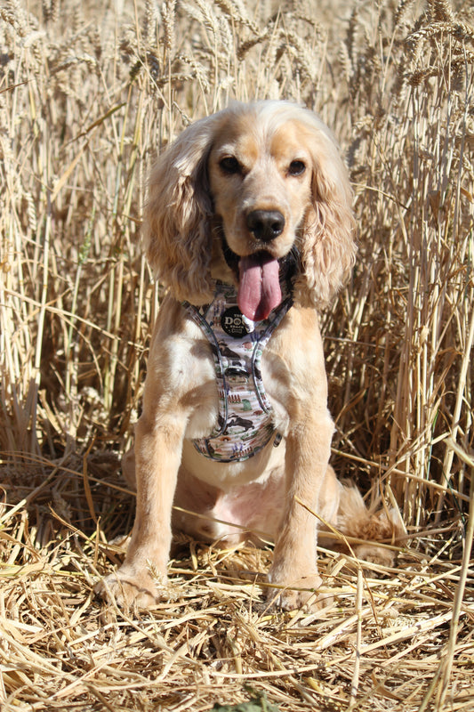 Adjustable 1 Clip &  3 clip harness - Badger & Friends