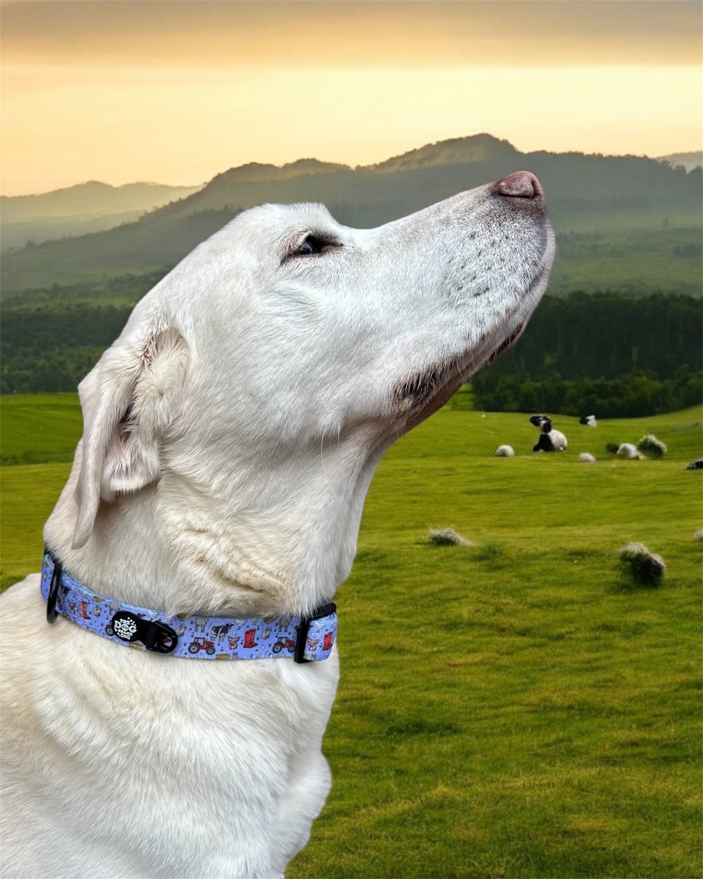 Collar - Freddie's Farm