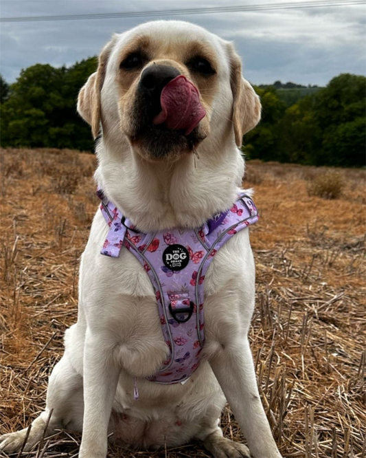 Adjustable 1 Clip & 3 clip harness - You Give Me Butterflies