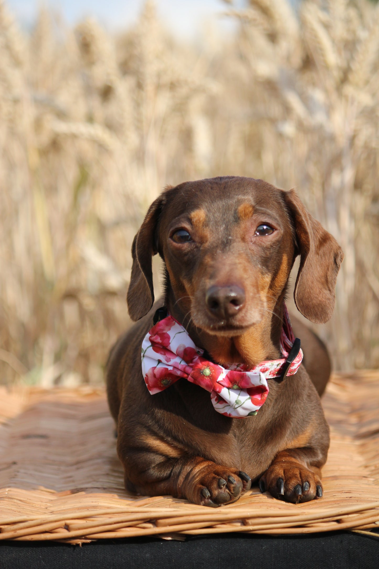Bow Tie  - Poppies