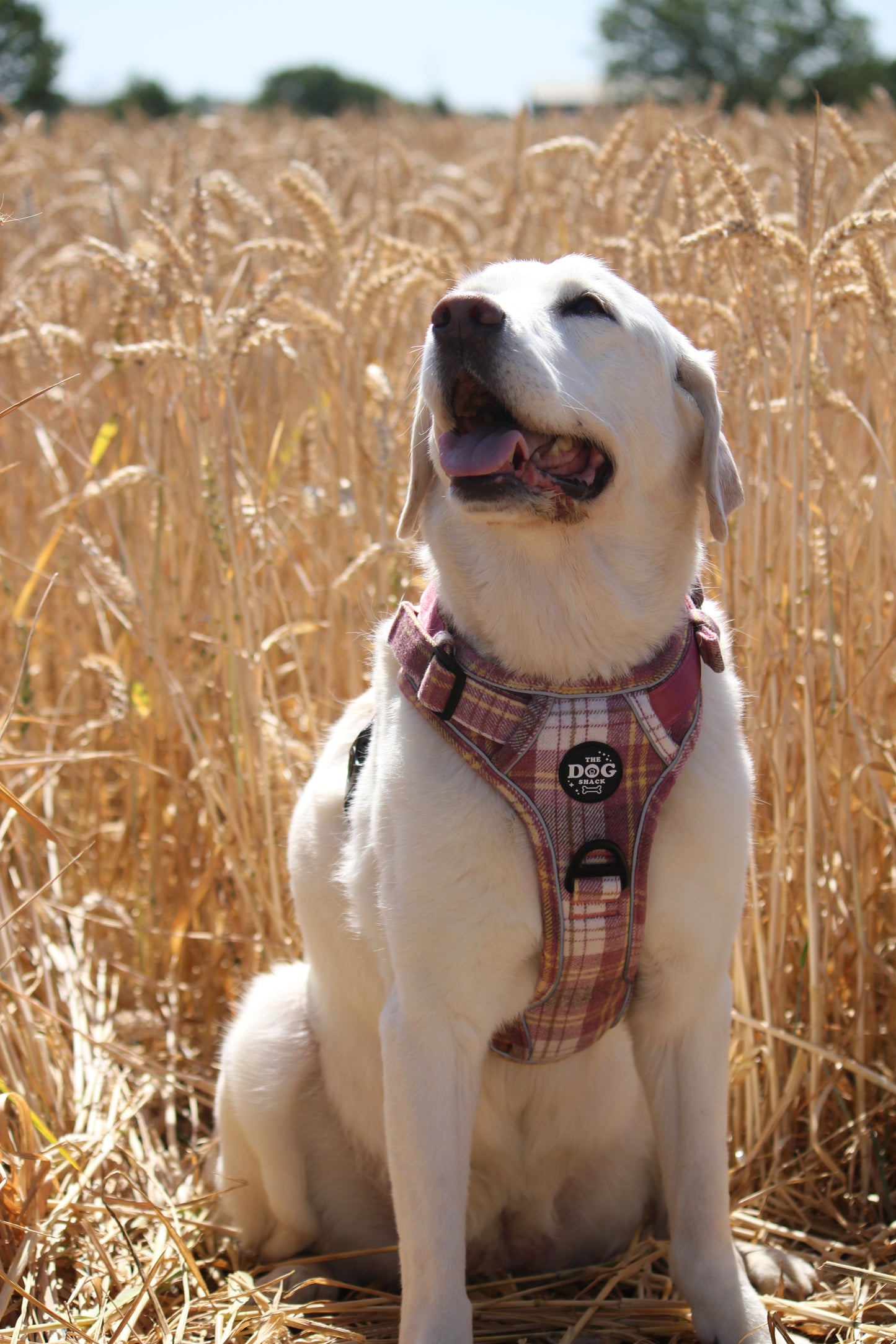 Adjustable 1 Clip & 3 Clip harness  - Raspberry Tweed