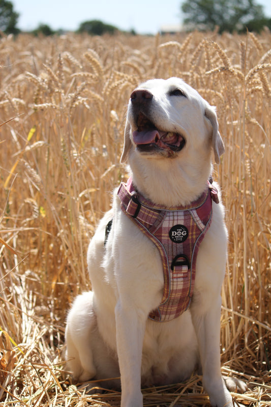 Adjustable 1 Clip & 3 Clip harness  - Raspberry Tweed