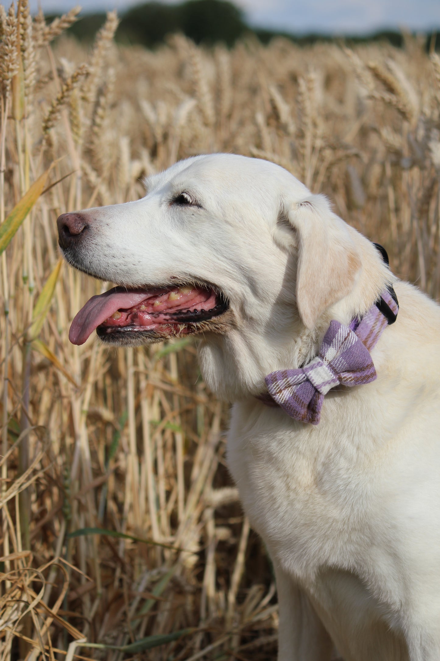 Bow Tie  - Lavender Tweed