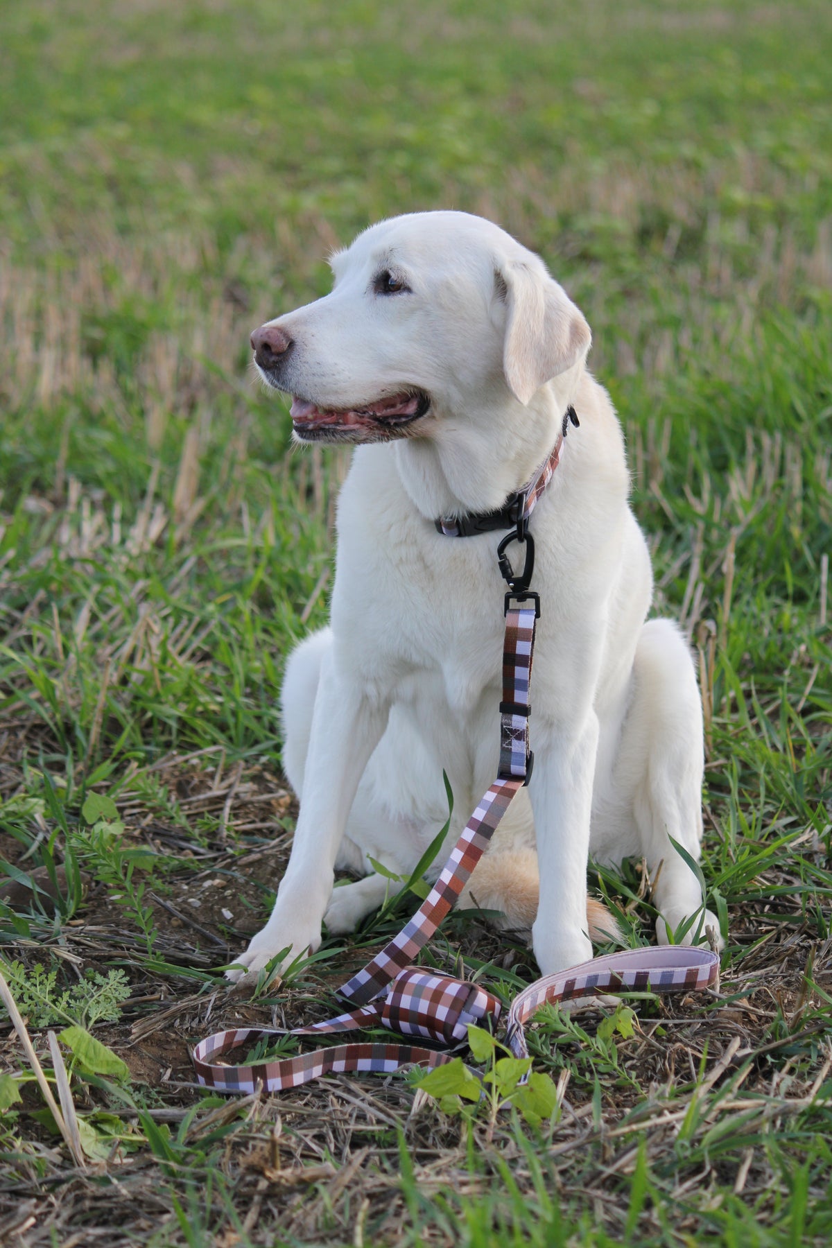 Norfolk Gingham Adjustable Dog Lead – Country Style