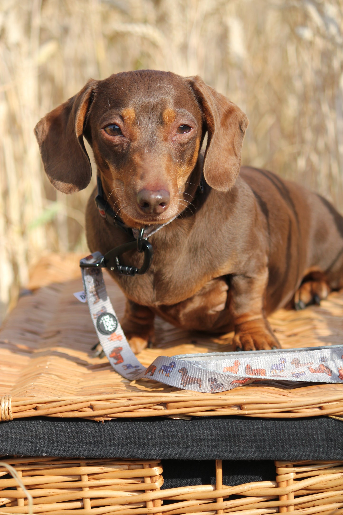 Lead - Clever Little Sausages