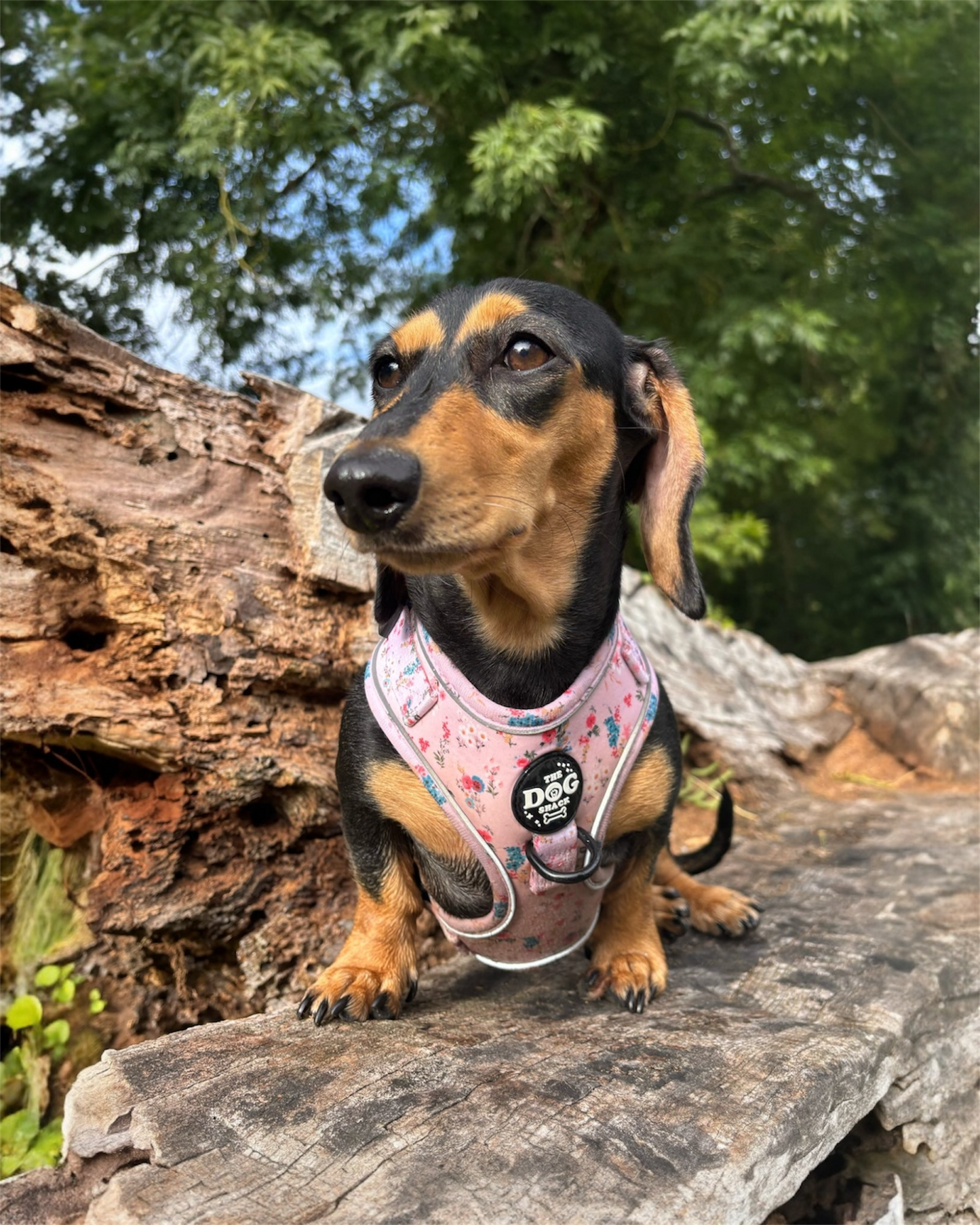 Adjustable 1 Clip & 3 Clip Harness  - Matildas Garden