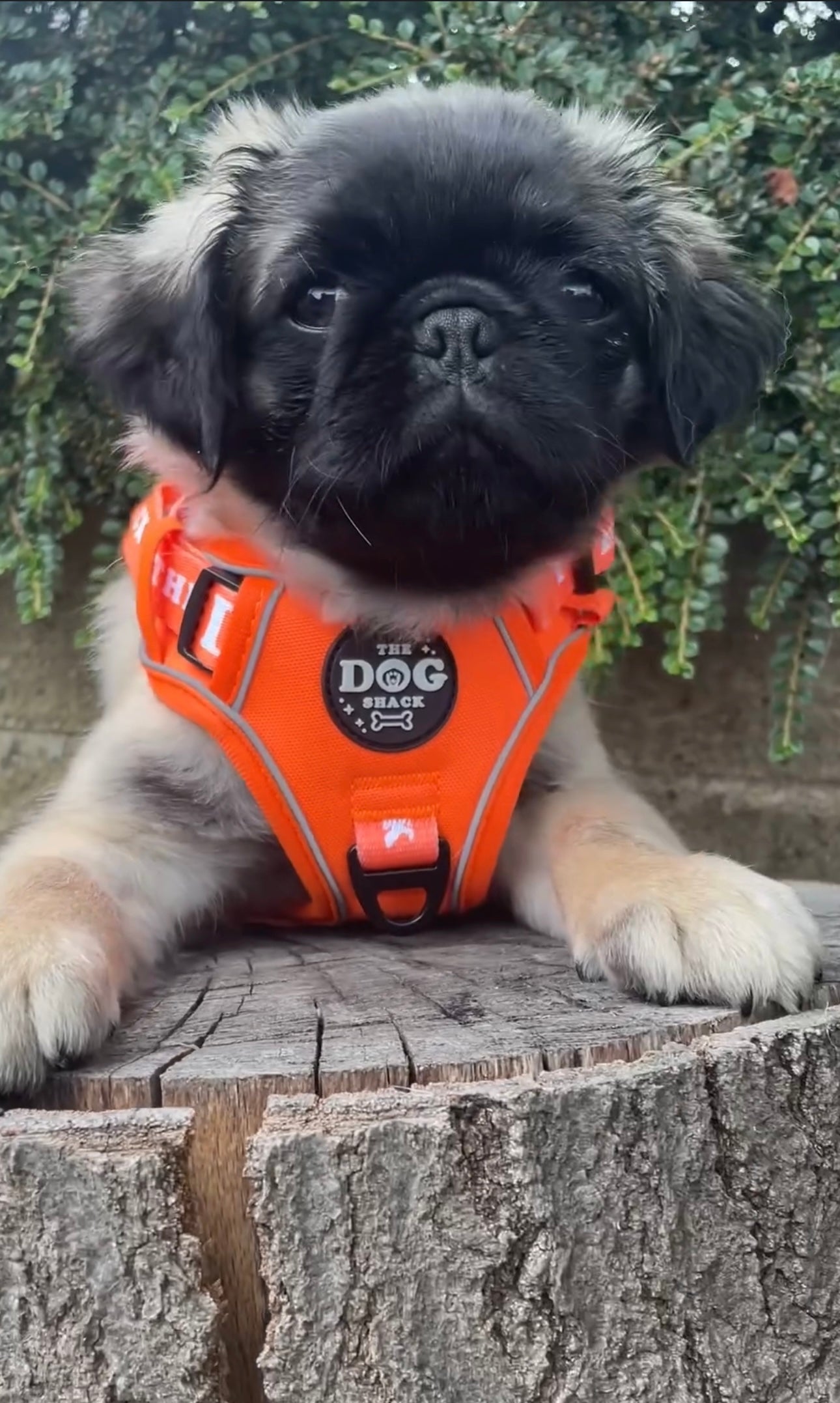 The Active 3 clip harness - Neon Orange