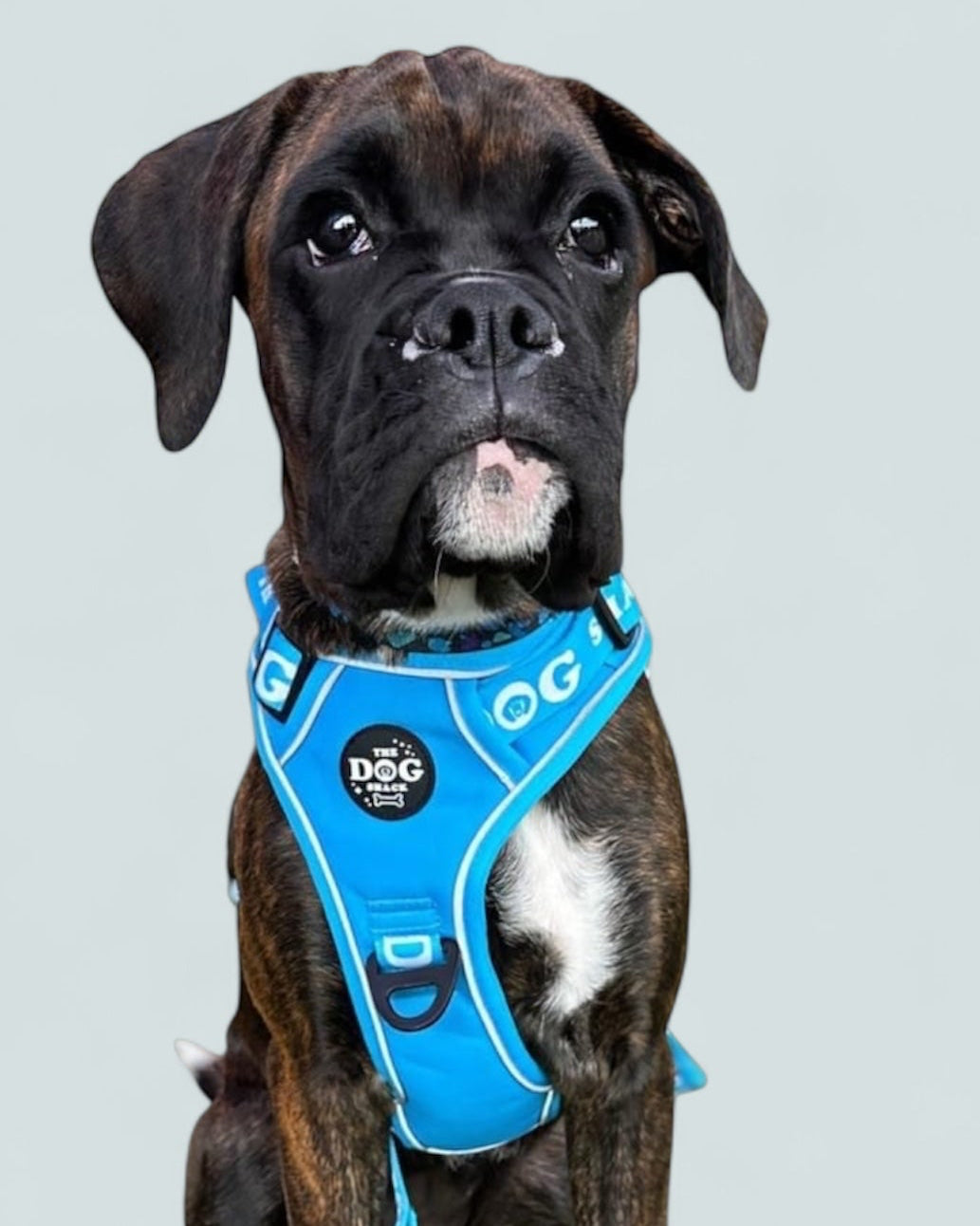 The Active Range  3 clip harness - Neon Blue size xl was £34