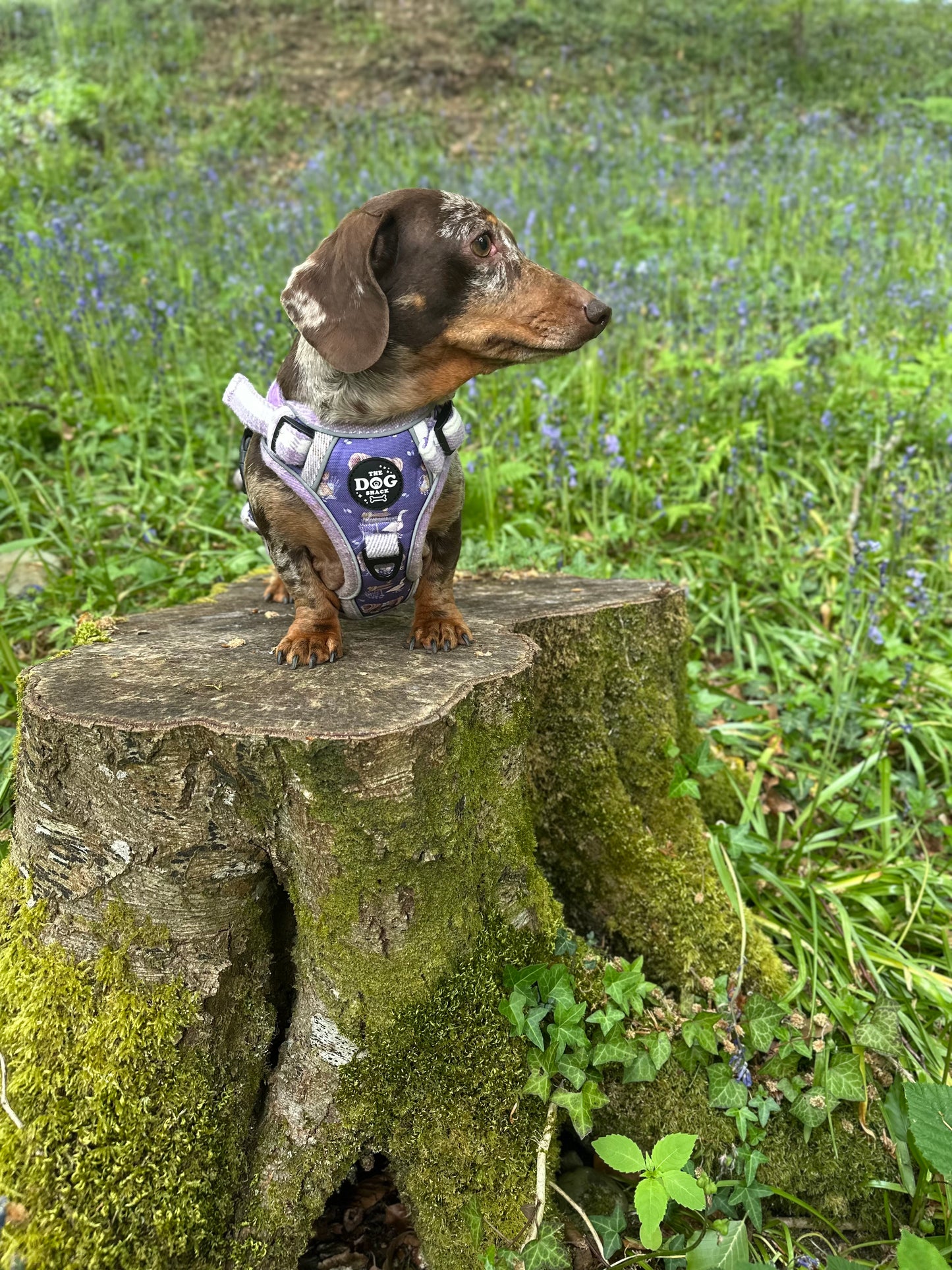 Adjustable 3 clip harness - Lavender Countryside