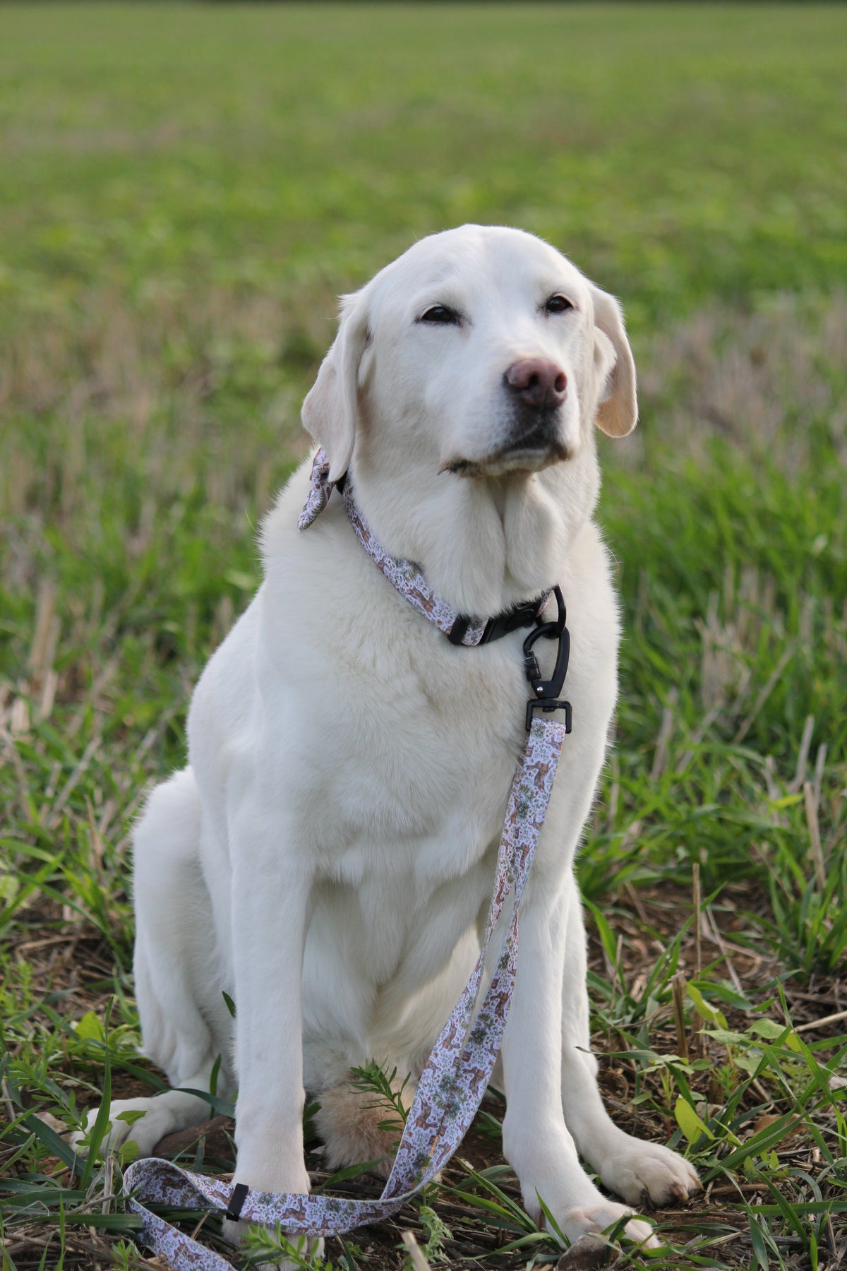 Woodland Hares Adjustable Dog Lead – Country Style