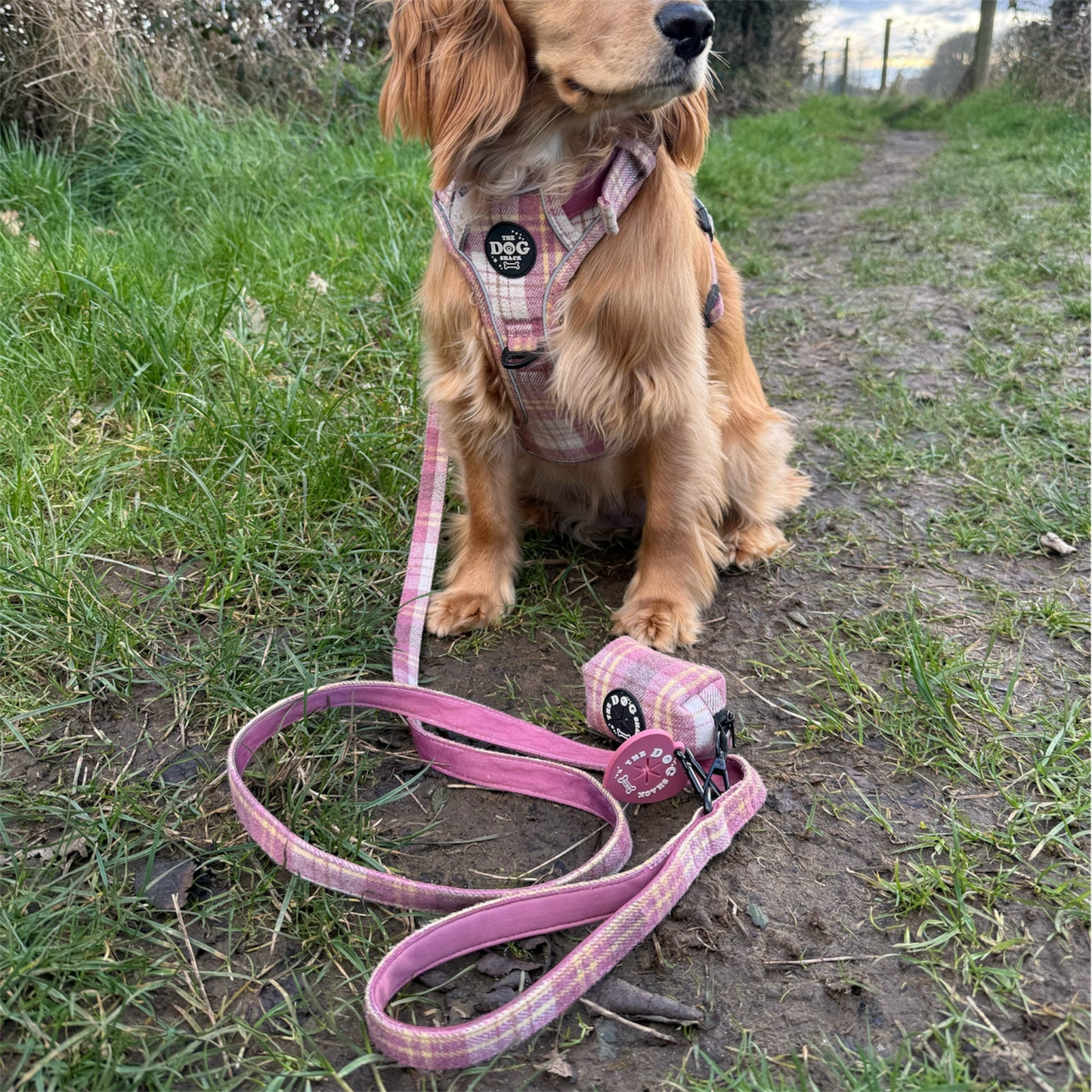 Lead - Raspberry Tweed