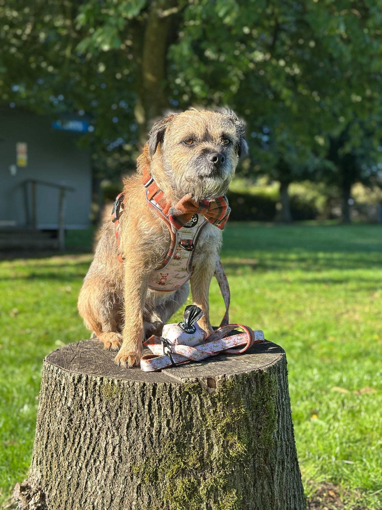 Adjustable 1 Clip & 3 clip harness - orange tweed x Fern Fox