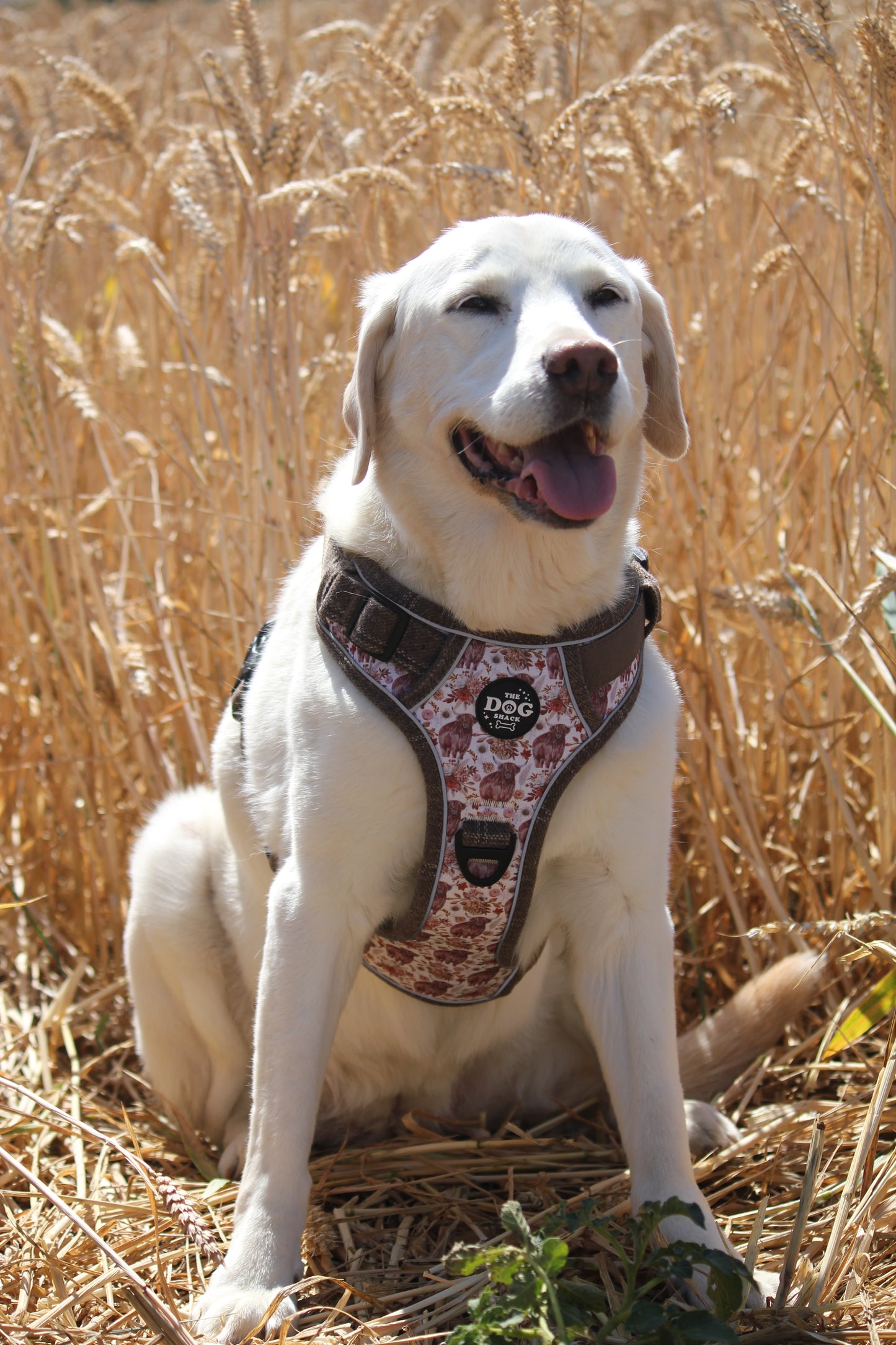 Adjustable 1 Clip & 3 harness - Brown Tweed x Highland Cow