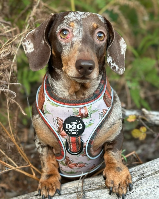 Adjustable 1 Clip & 3 clip harness - orange tweed x Fern Fox