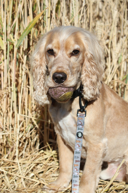 Lead - Spaniel