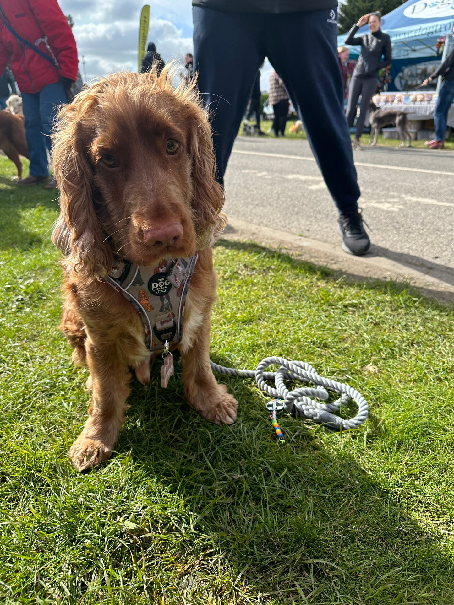 Spaniel 5 Item Bundle