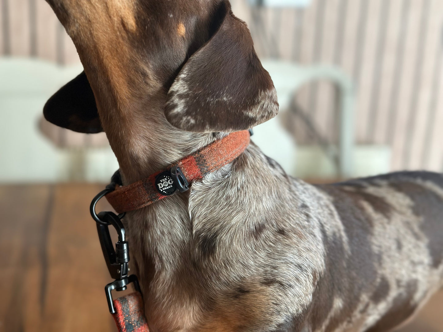 Collar - Orange Tweed