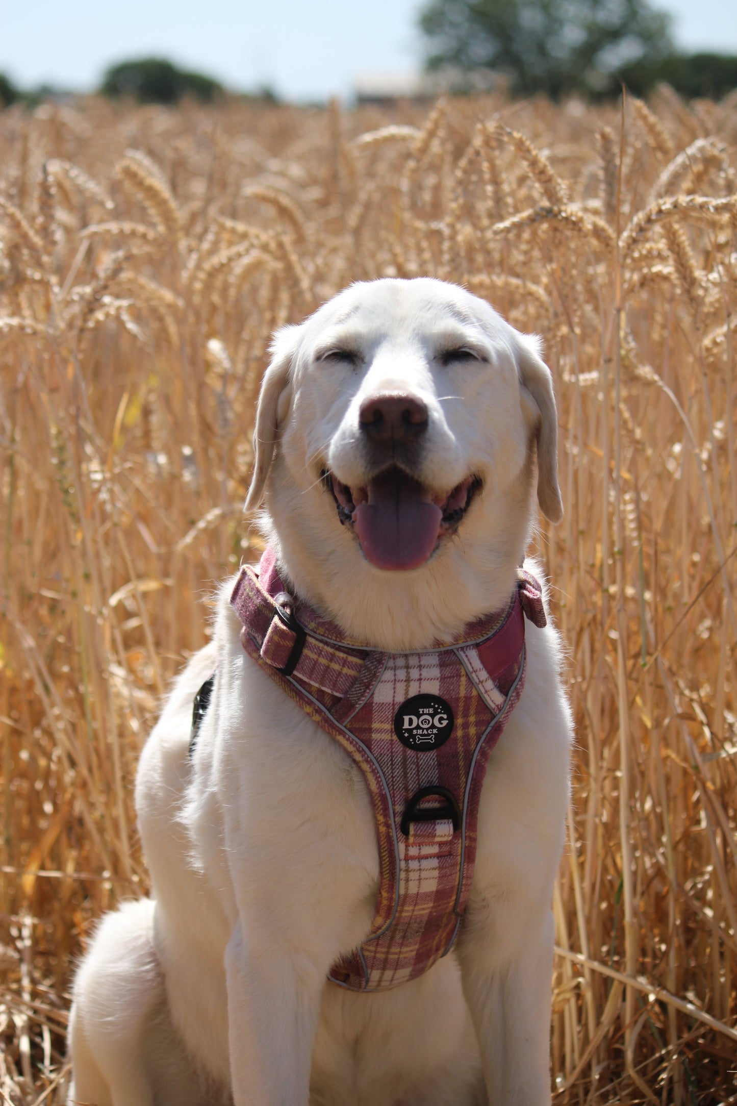 Adjustable 1 Clip & 3 Clip harness  - Raspberry Tweed