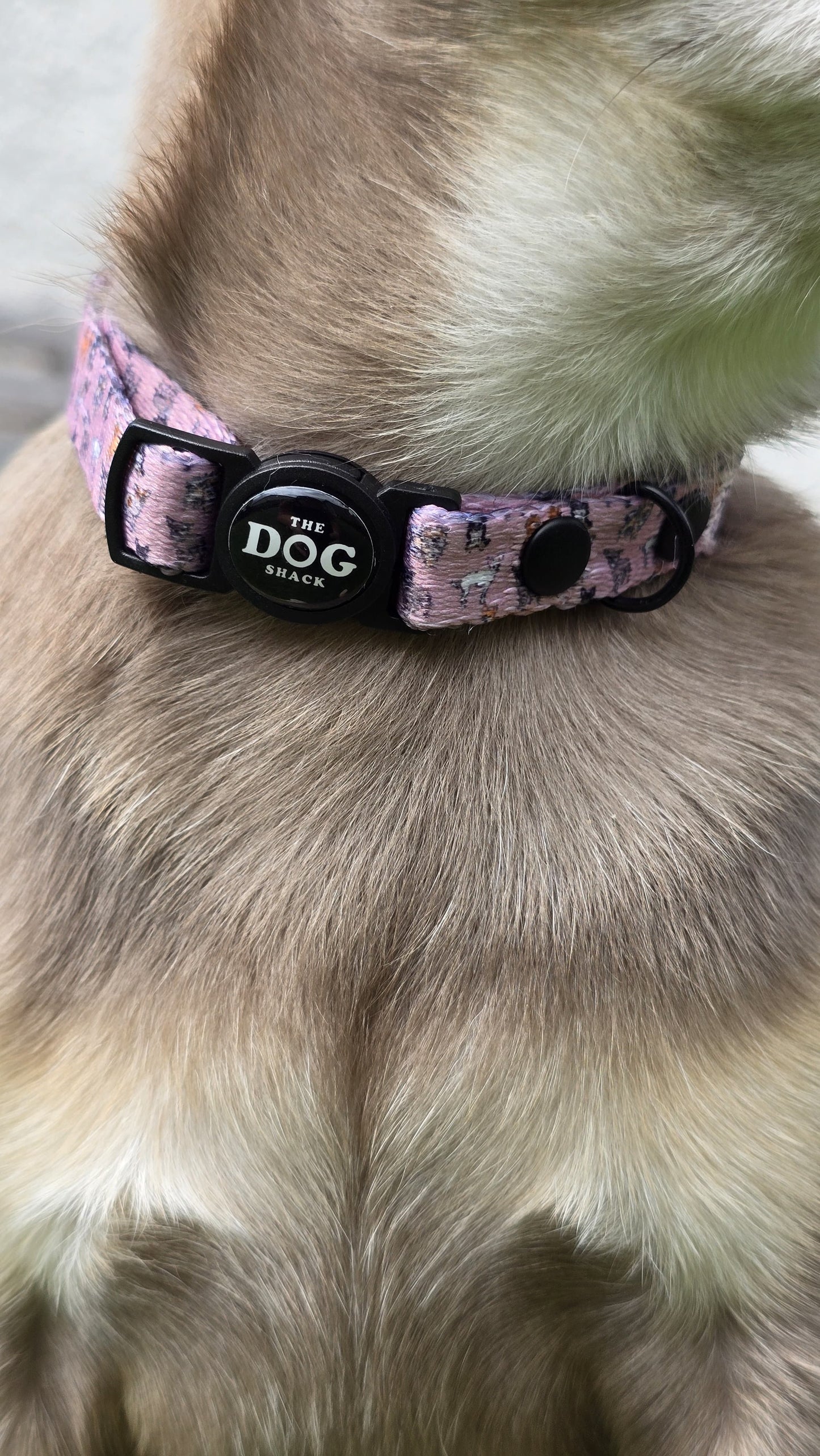 Adjustable Break Away  Collar - Lola & Friends - Chihuahua Collection