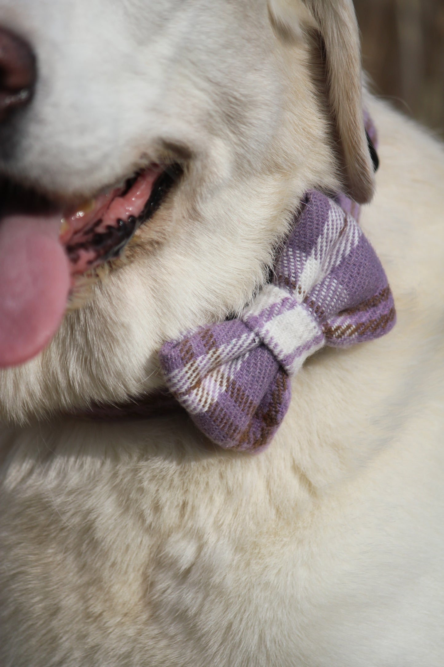 Bow Tie  - Lavender Tweed