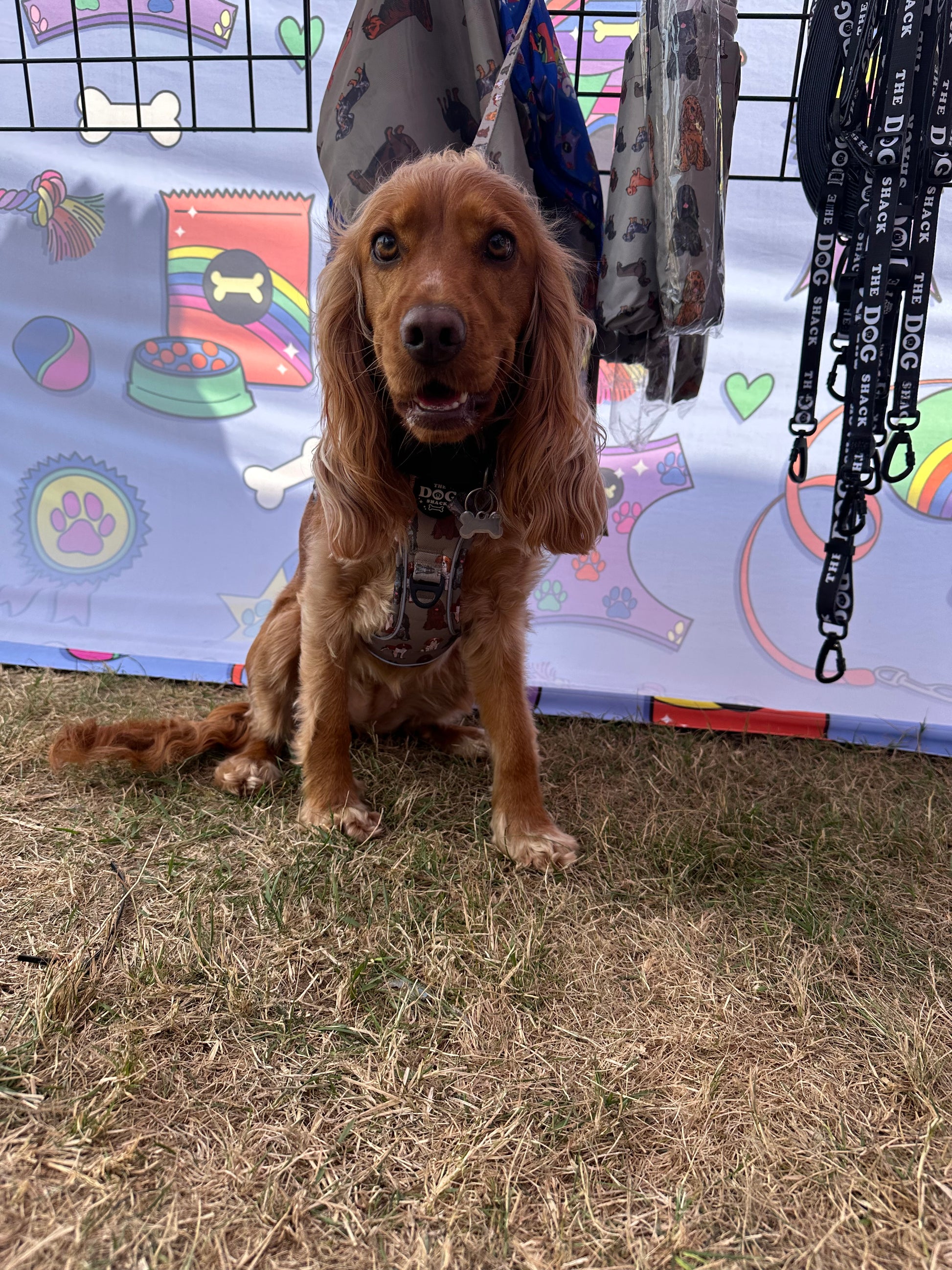 Clipped Cocker Spaniel Clip Harness Spaniel – The Dog Shack