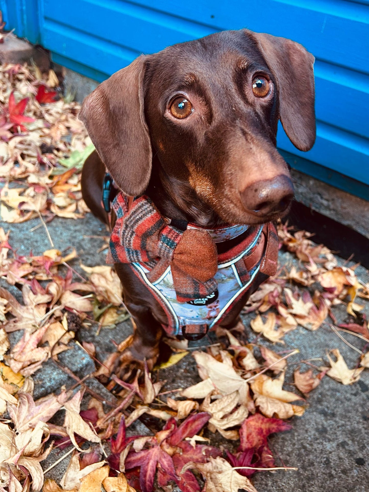 Adjustable 1 Clip & 3 clip harness - orange tweed x Fern Fox