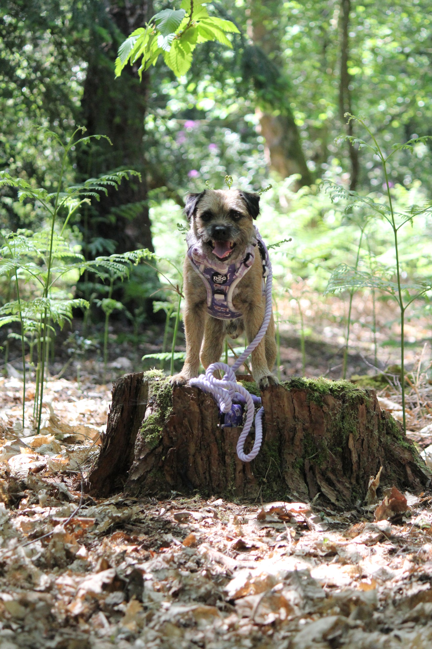 Adjustable 3 clip harness - Lavender Countryside