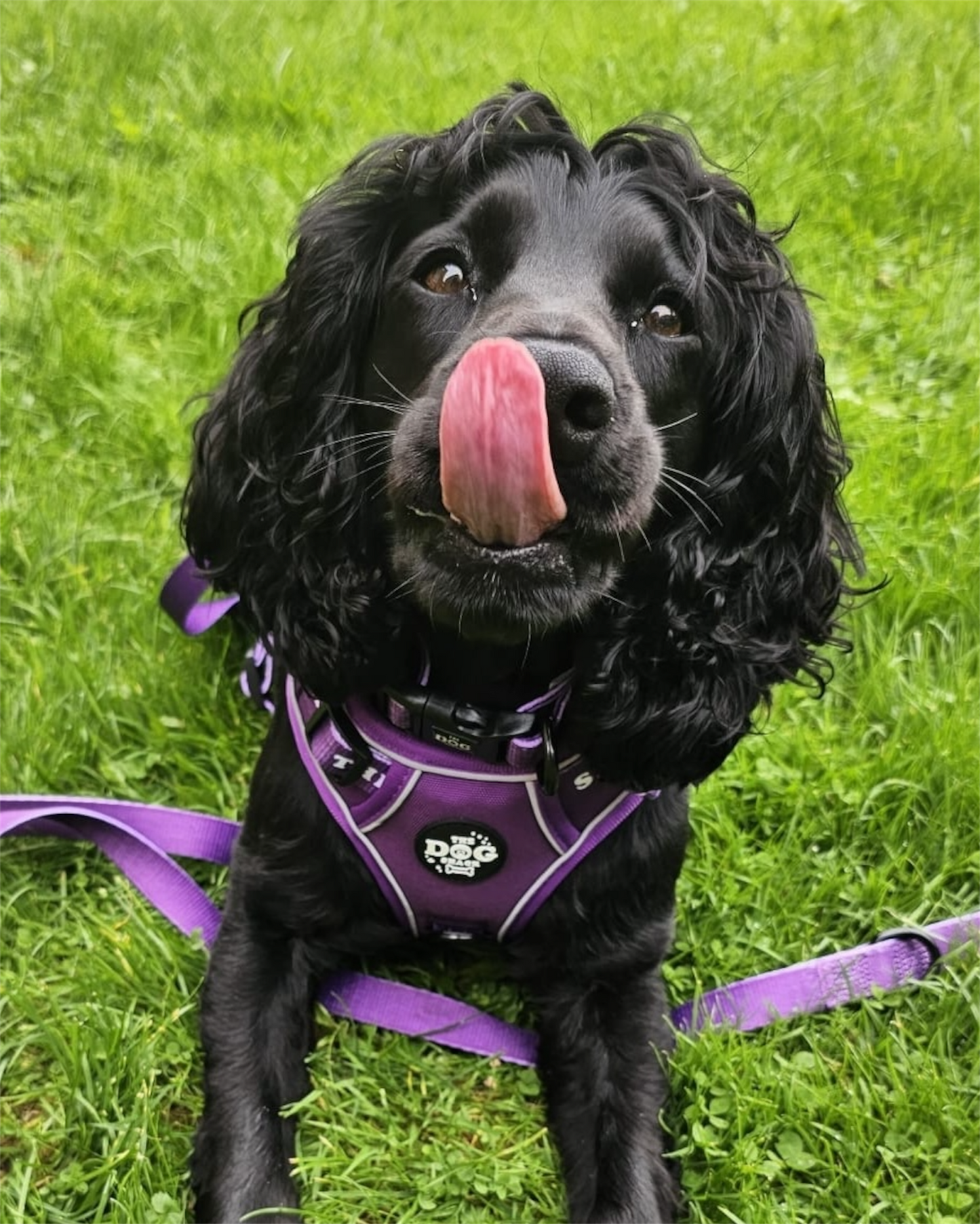 The Active Range 3 Clip harness - Neon Purple size large was £34